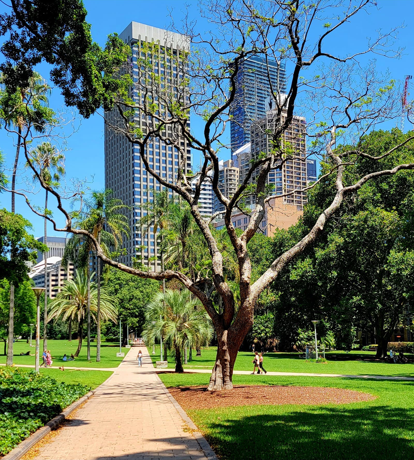 Hyde Park — Alexandria, Sydney