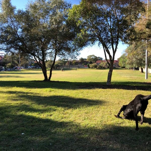 Barracluff Park — Bondi, Sydney