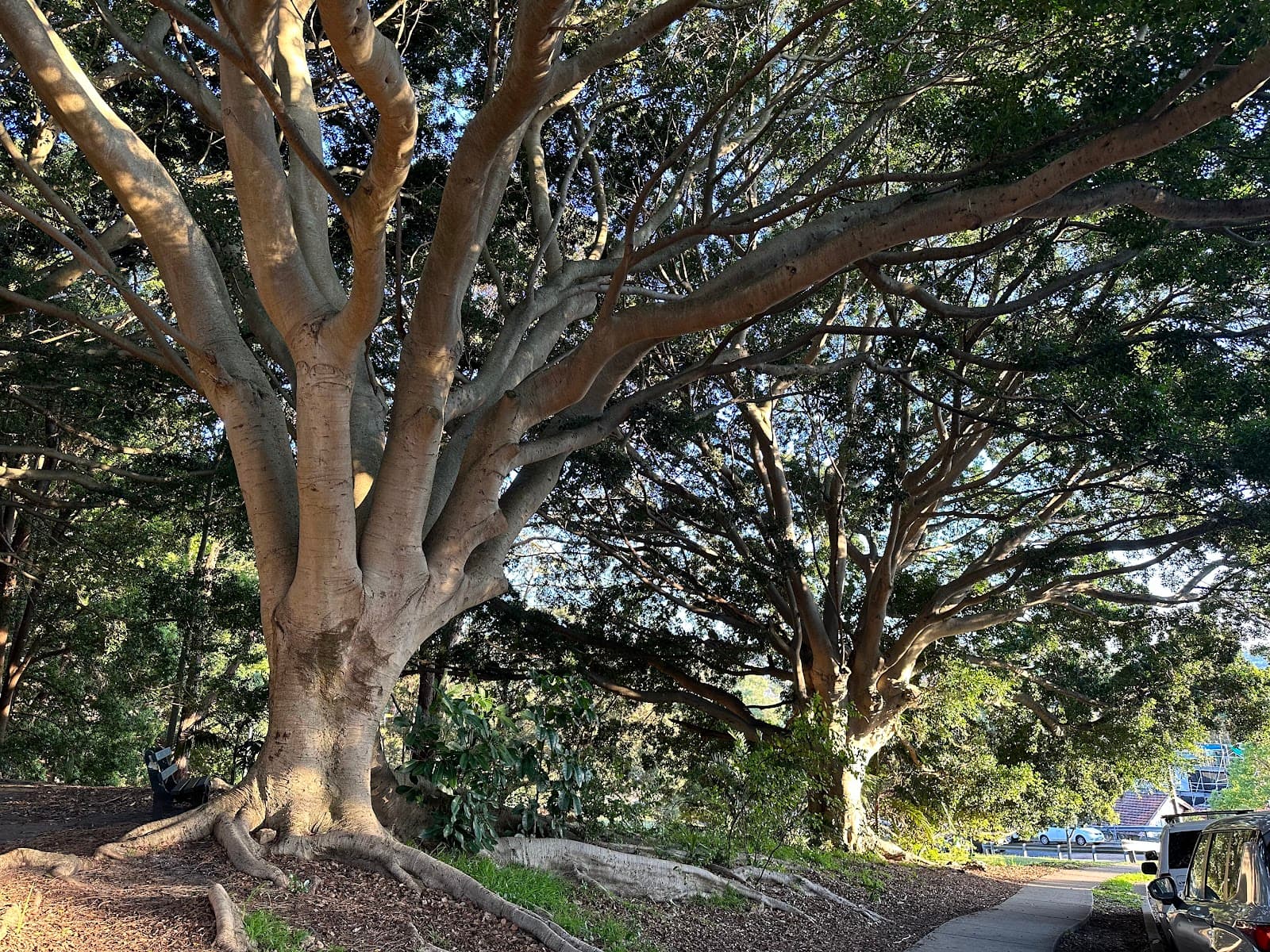 Dickson Reserve — Bondi, Sydney