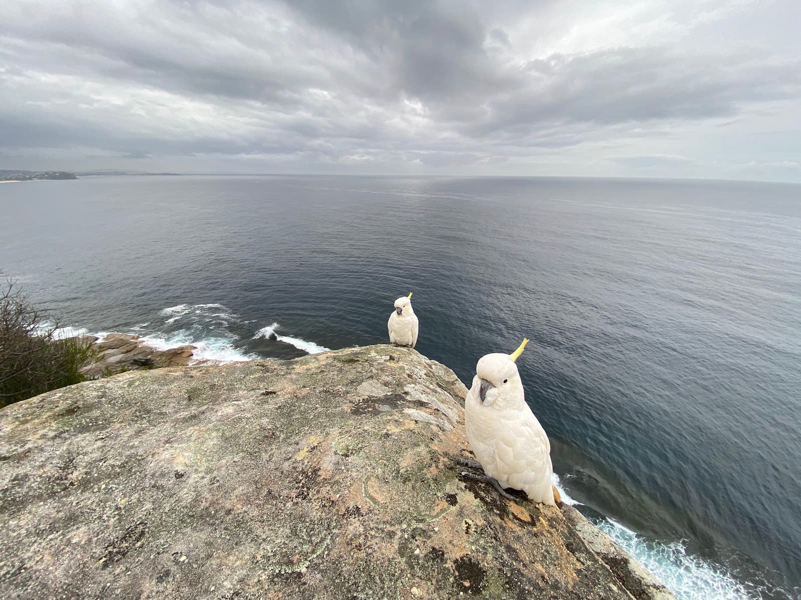 Old Quarry Swamp — Manly, Sydney