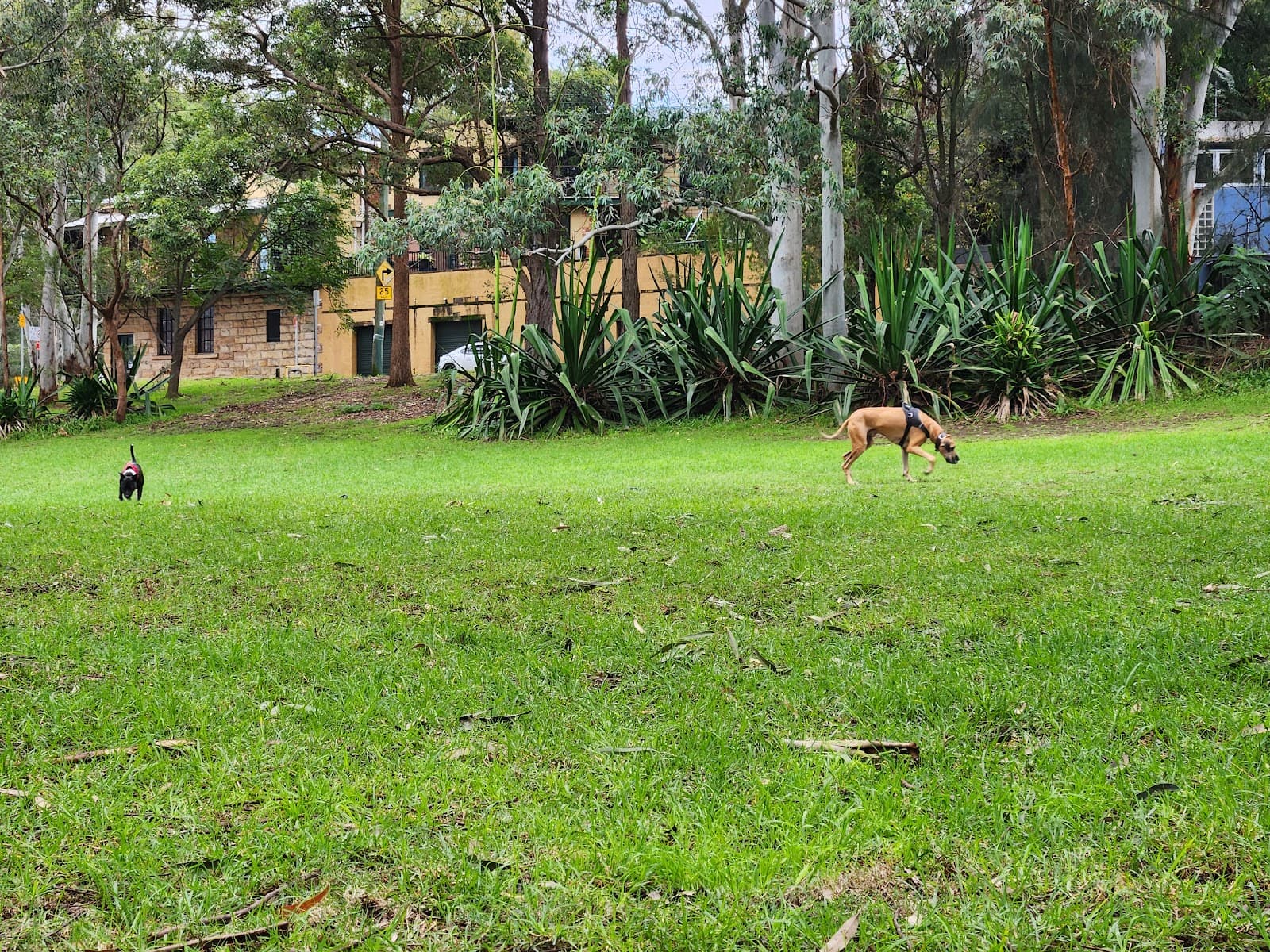 Birrung Park — Balmain, Sydney