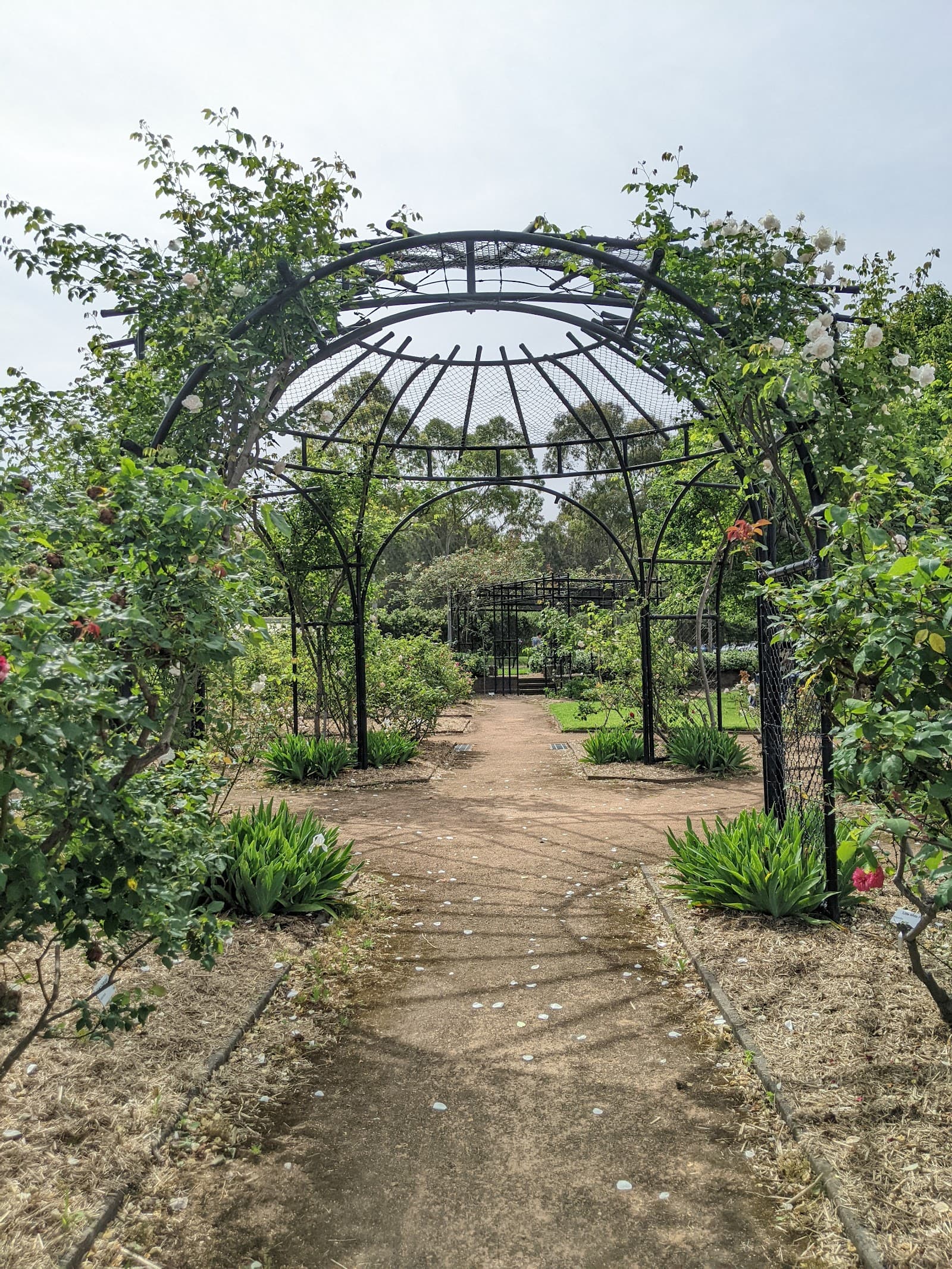 Rumsey Rose Garden — Parramatta, Sydney
