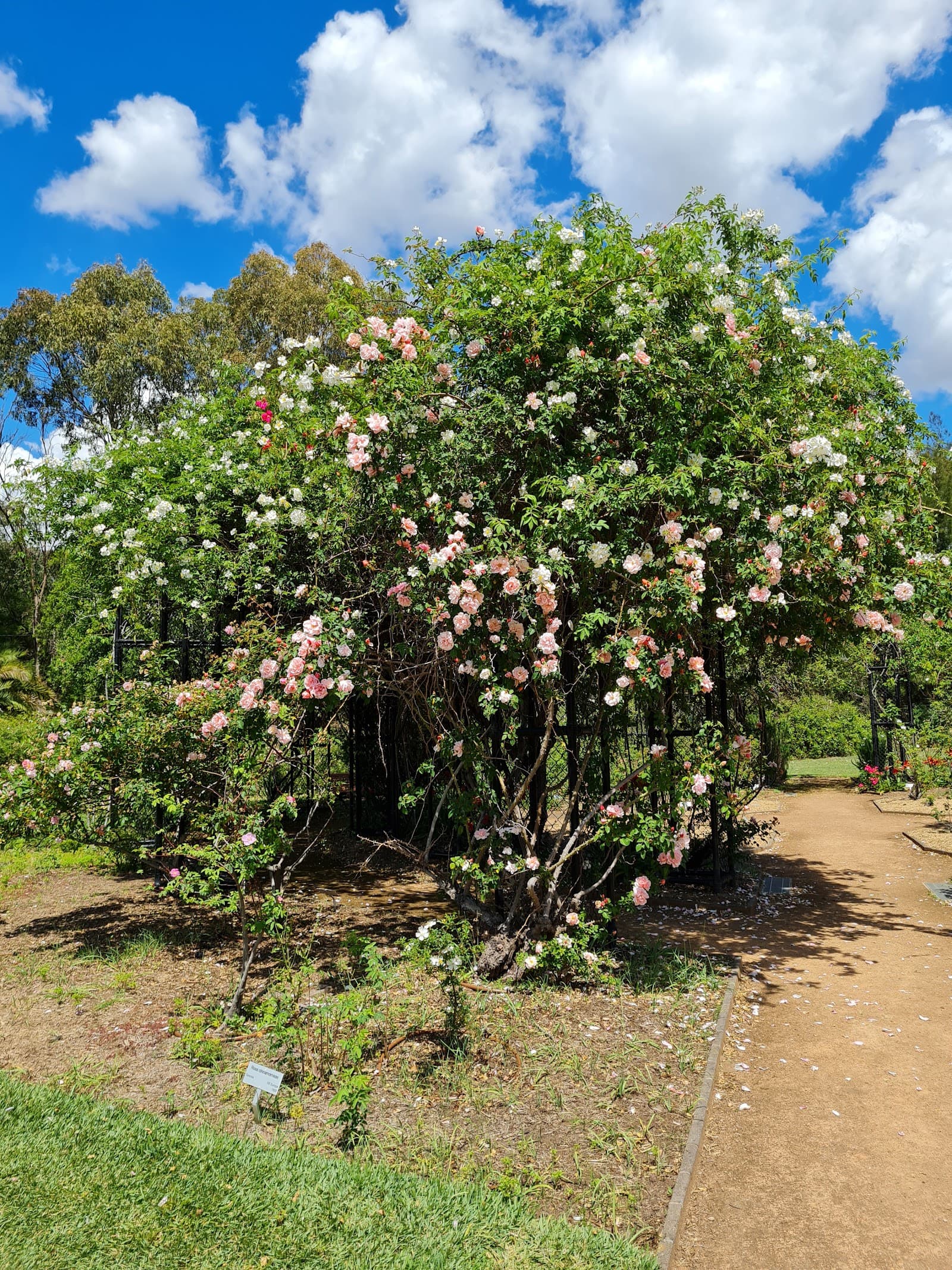 Rumsey Rose Garden — Parramatta, Sydney