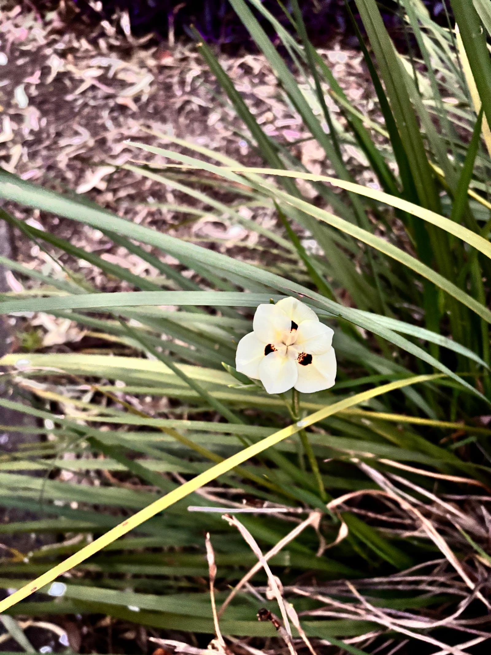 Rosella Park — Parramatta, Sydney