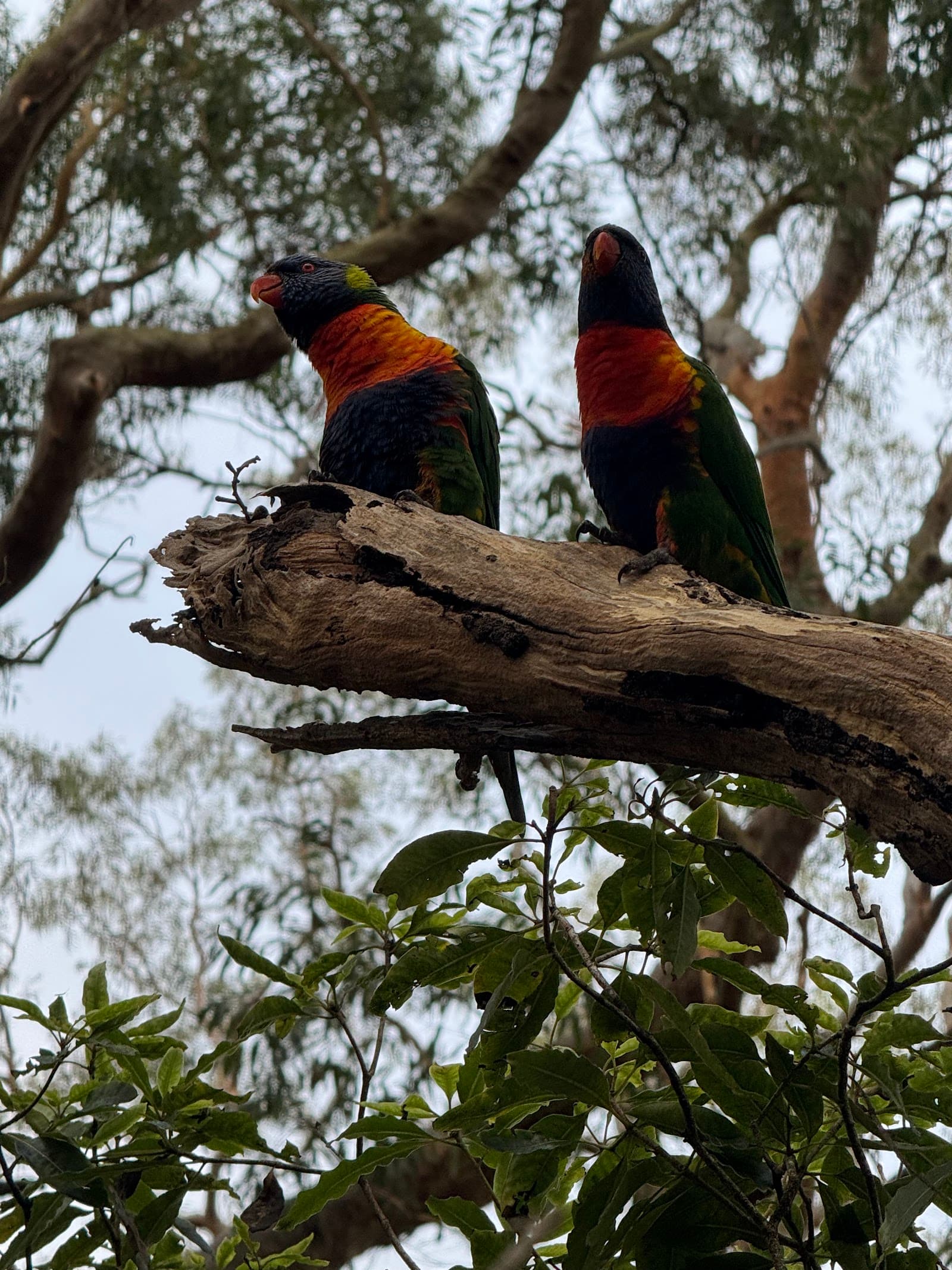 Lowanna Park — Chatswood, Sydney