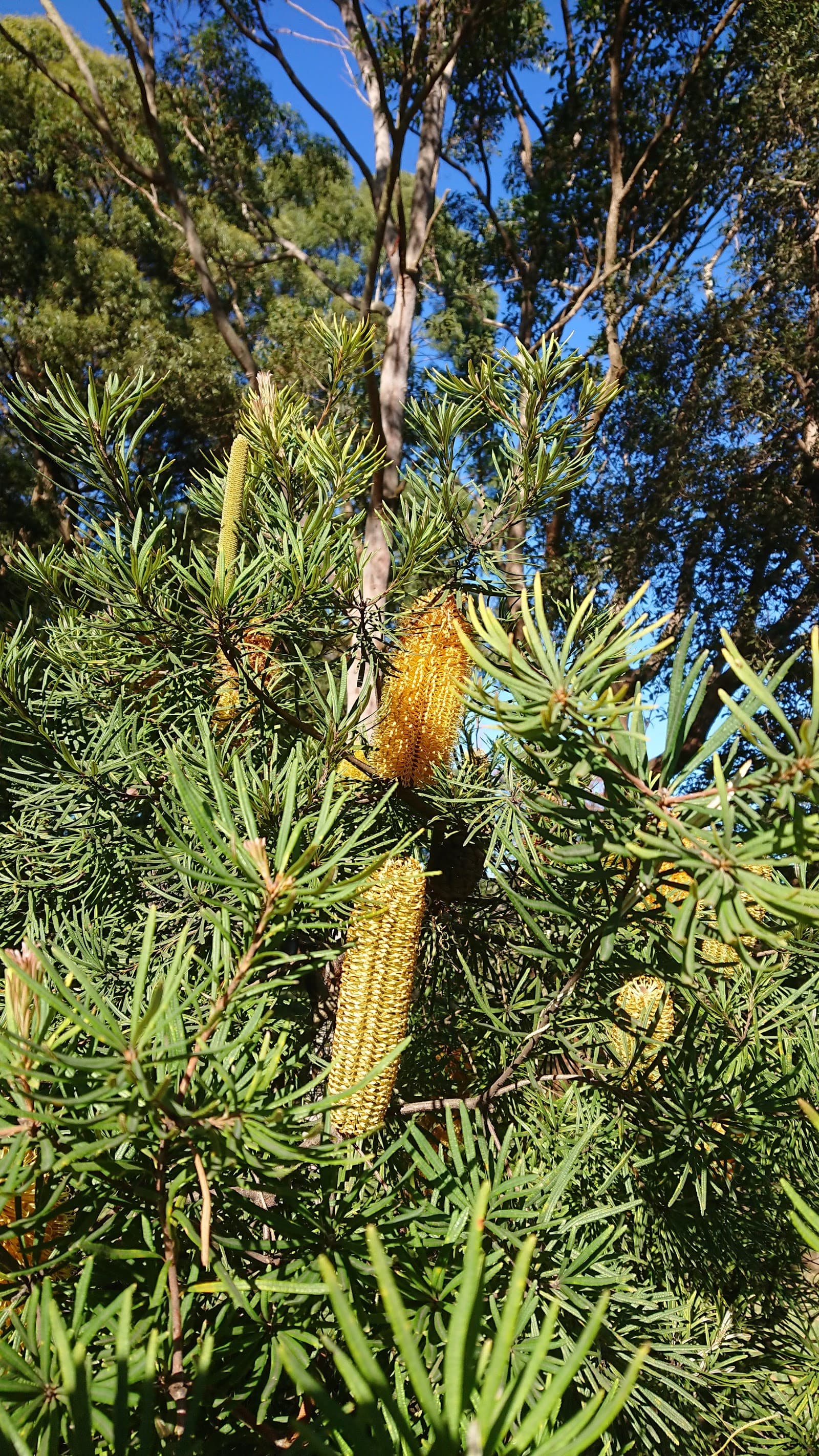 Lowanna Park — Chatswood, Sydney