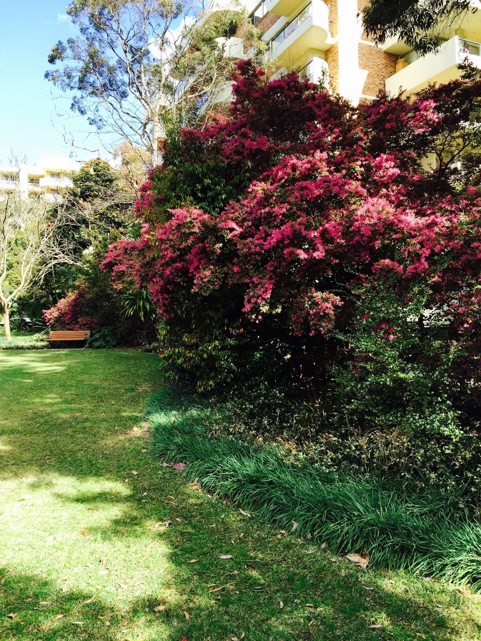 Currey Park — Chatswood, Sydney