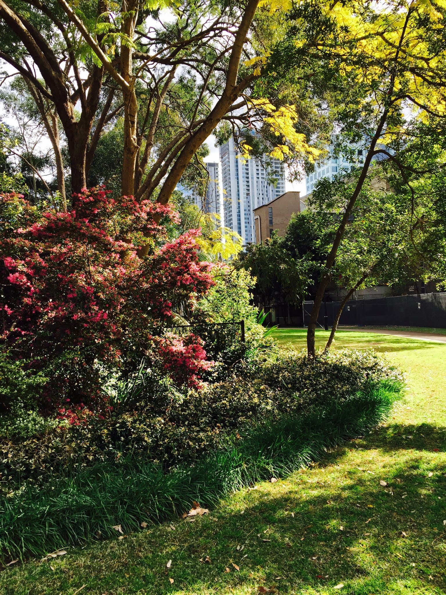 Currey Park — Chatswood, Sydney