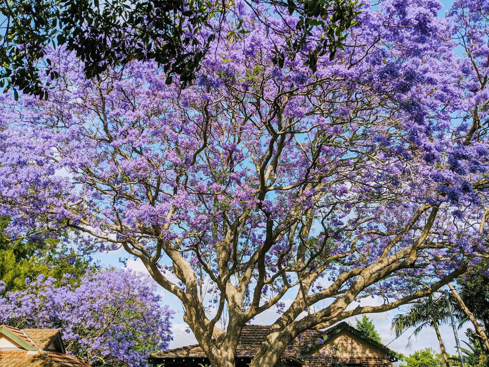 Sutherland Park — Chatswood, Sydney