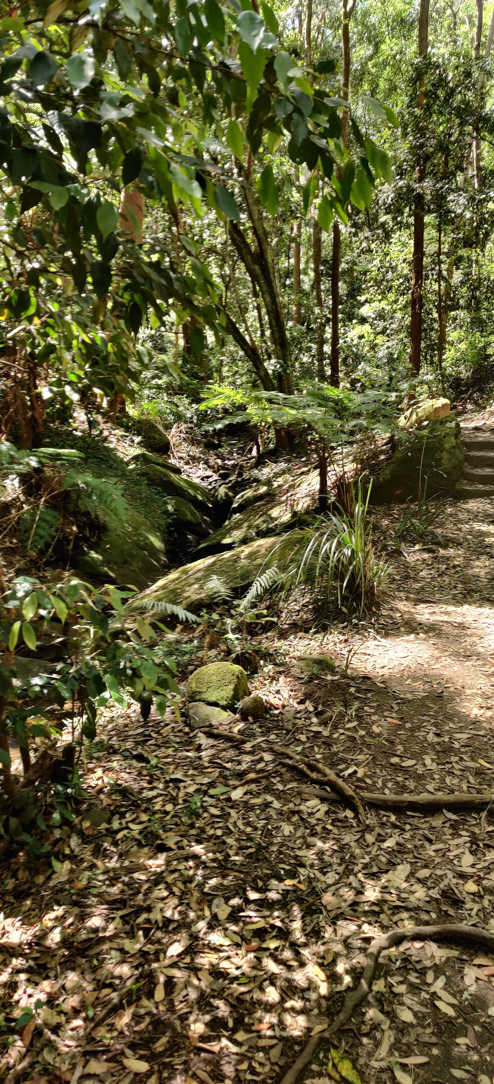 Anglo Park — Chatswood, Sydney