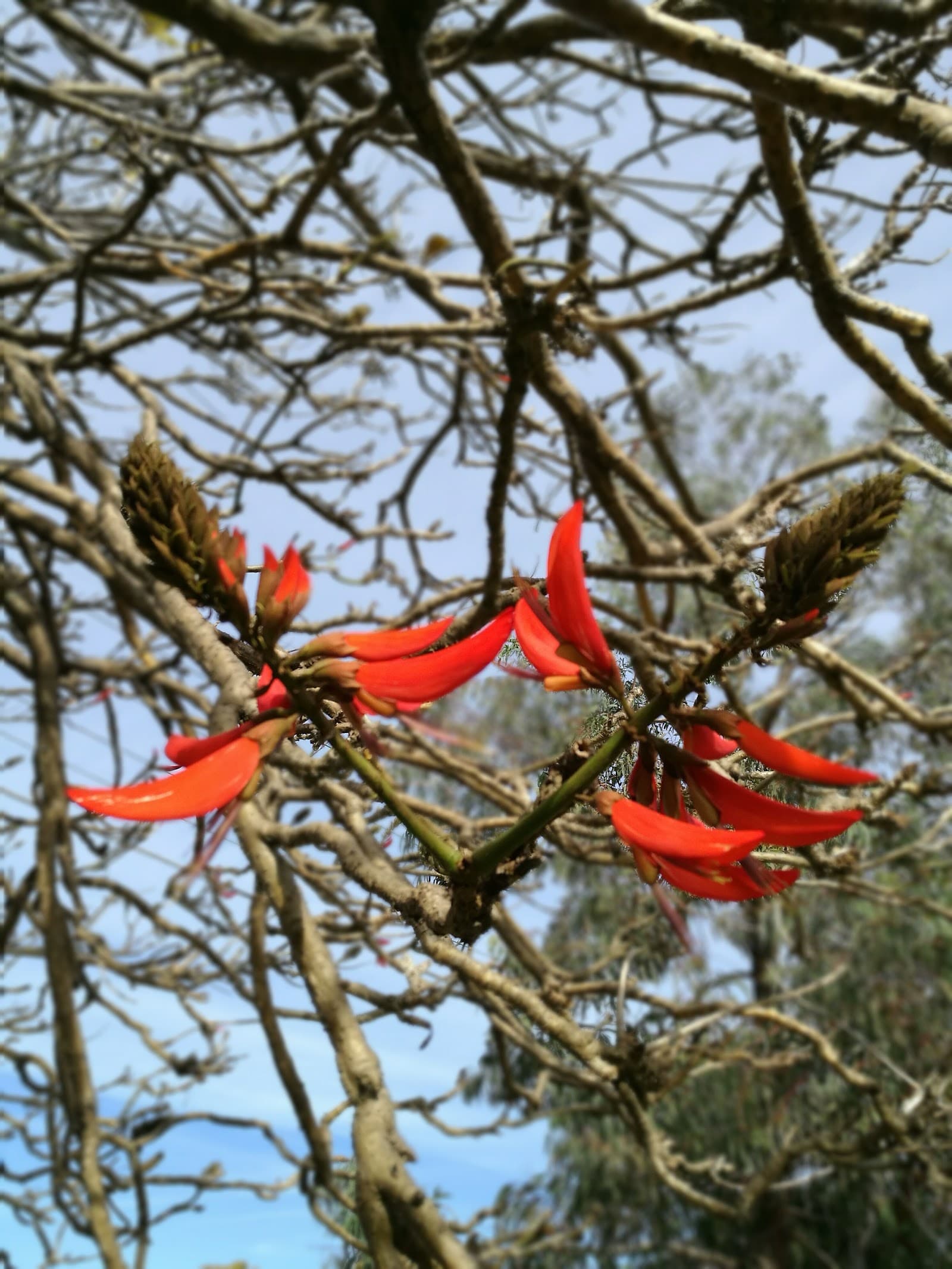 Bardon Park — Coogee, Sydney