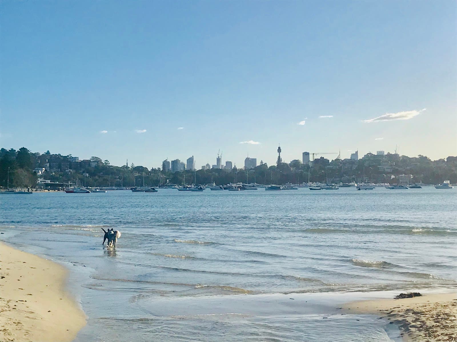 Rose Bay Beach — The Rocks, Sydney