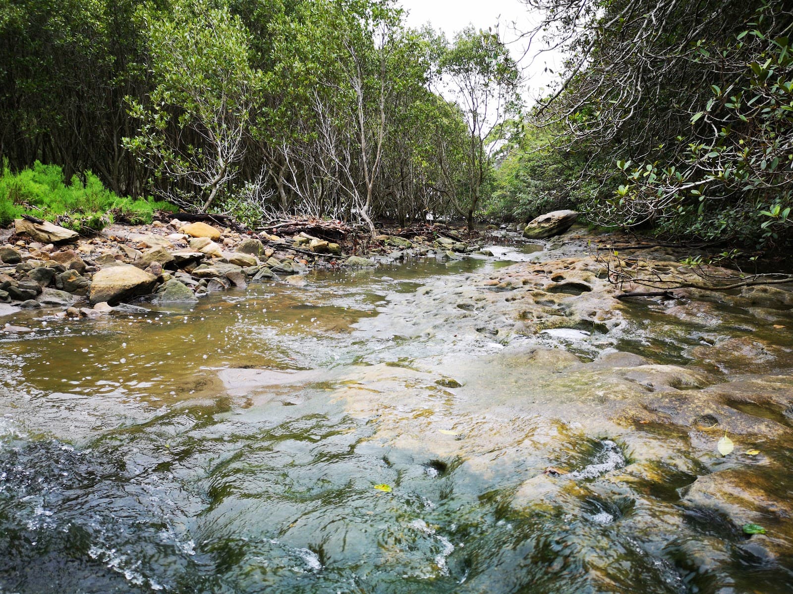 Gore Cove Reserve — Chatswood, Sydney