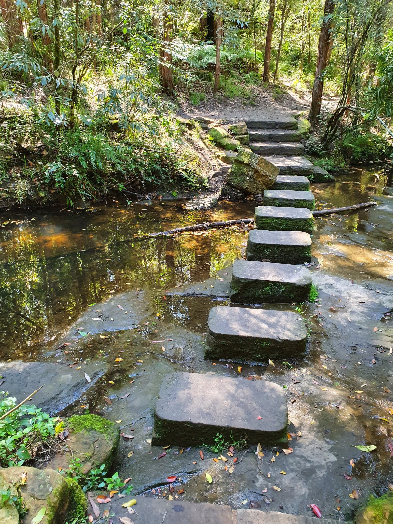 Bidjigal Reserve - Platypus Track — Surry Hills, Sydney