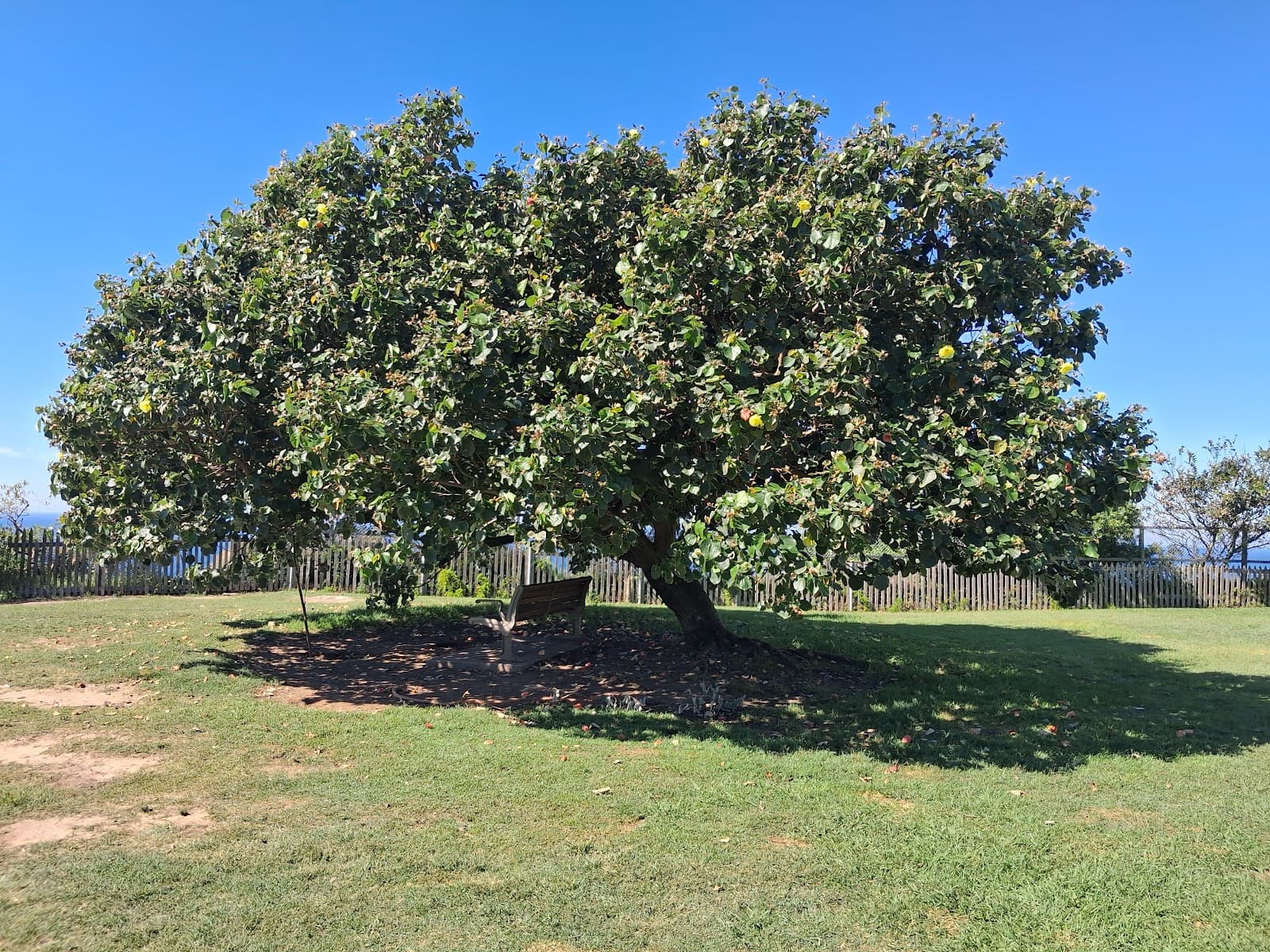 Raleigh Reserve — Bondi, Sydney