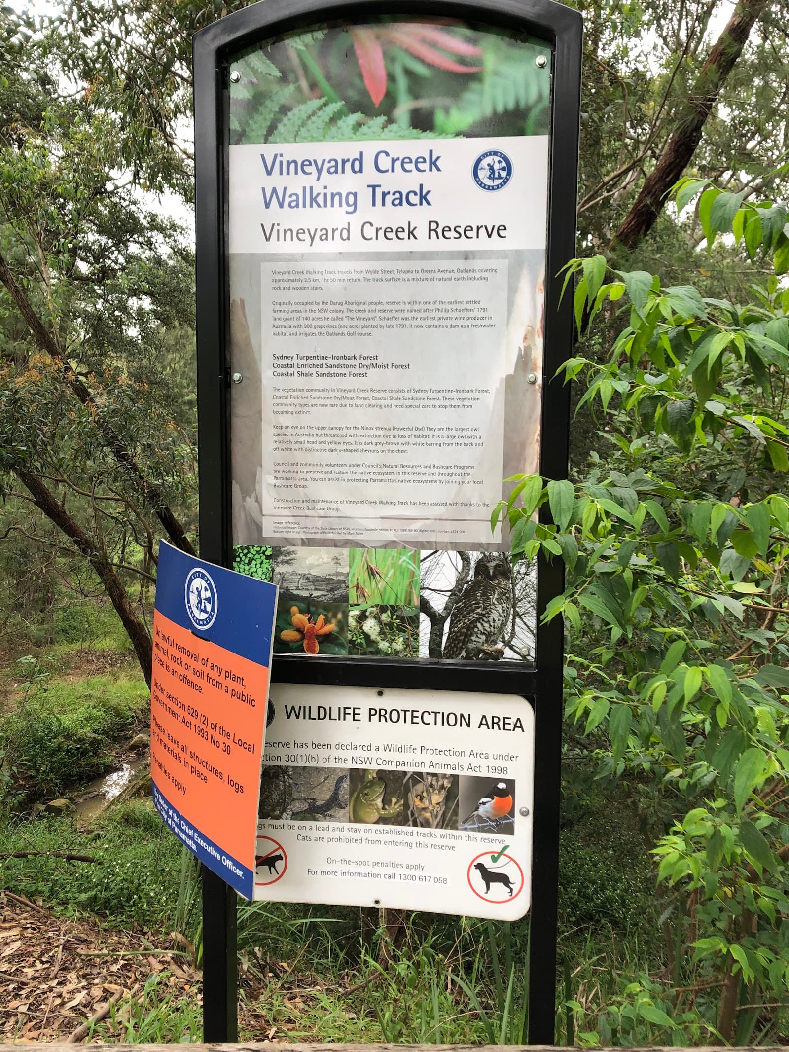 Vineyard Creek Reserve — Parramatta, Sydney