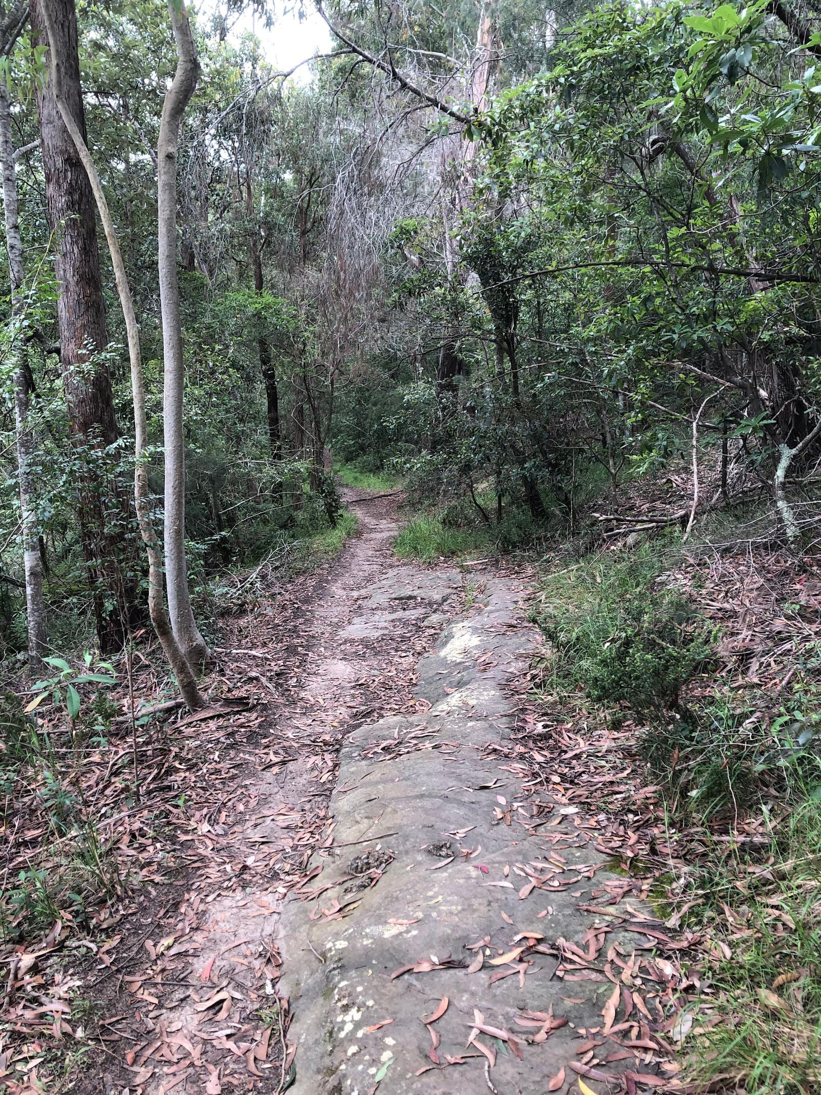 Vineyard Creek Reserve — Parramatta, Sydney