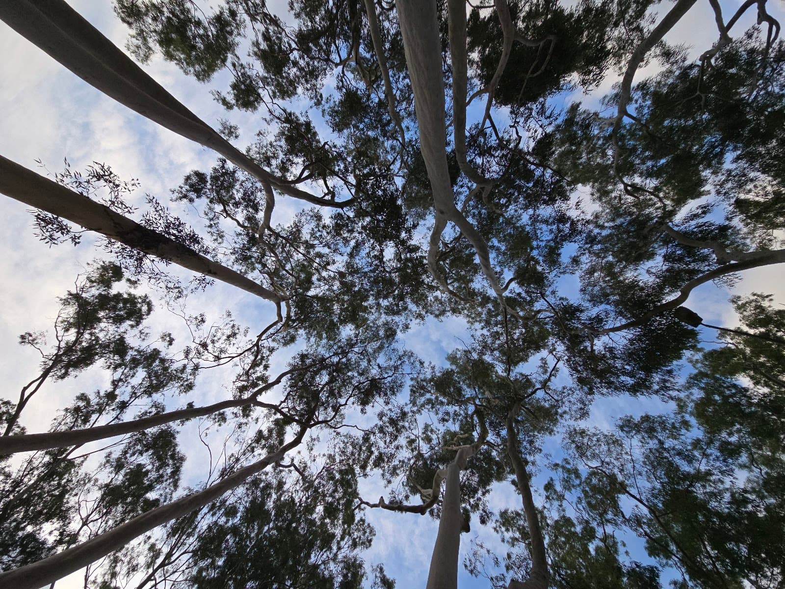 Prabha Memorial Walk — Parramatta, Sydney
