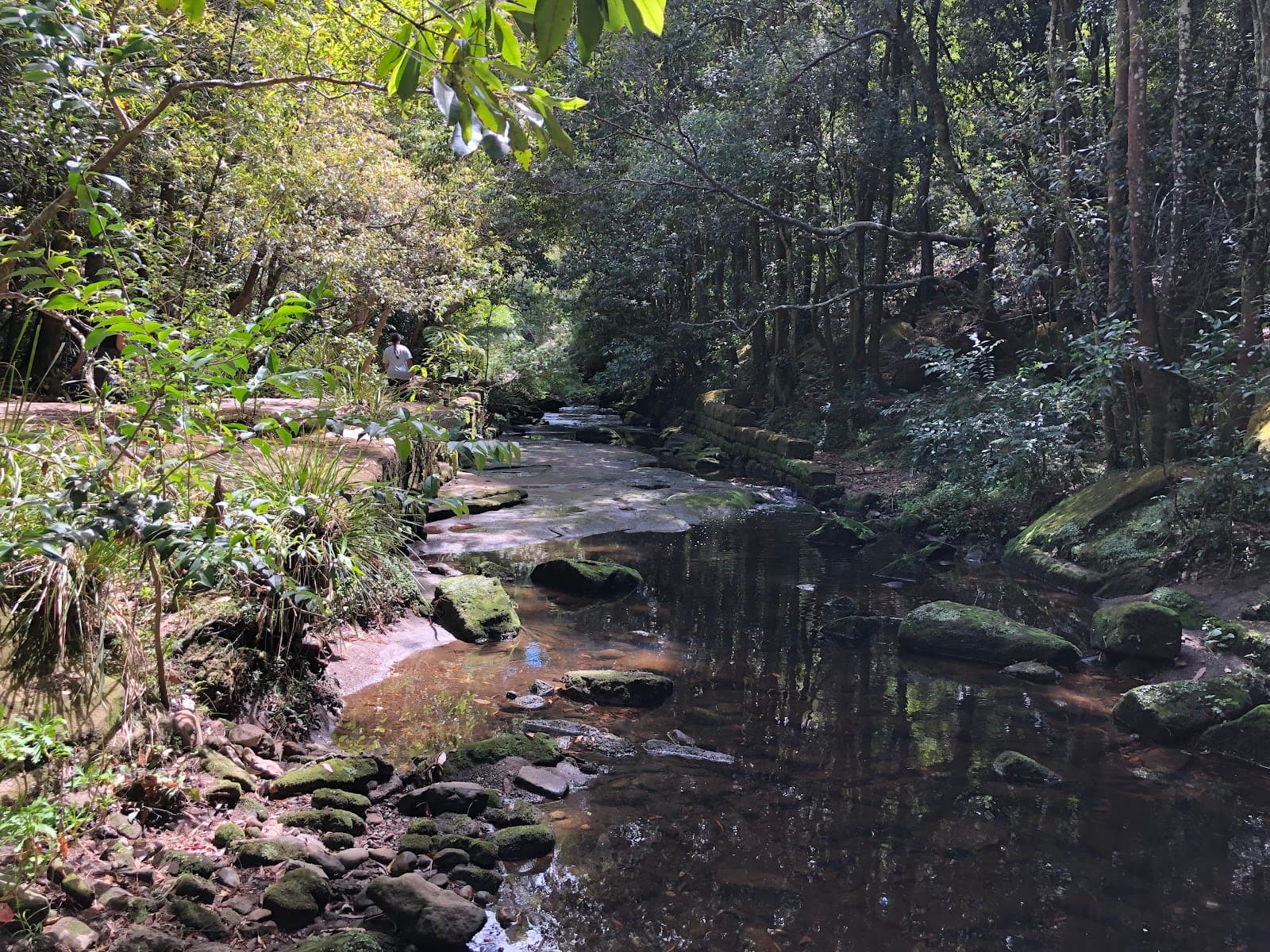Flat Rock Gully Walking Track — Chatswood, Sydney