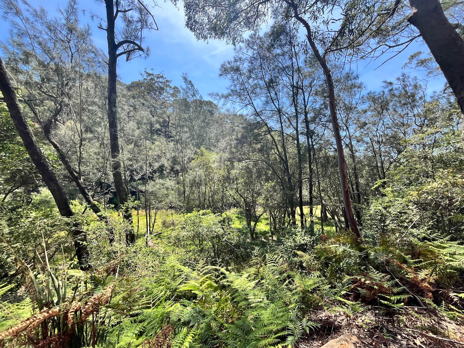 Two Creeks Track — Chatswood, Sydney