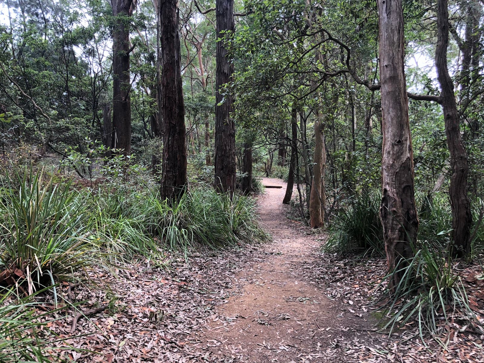 Wickham Walk — Chatswood, Sydney