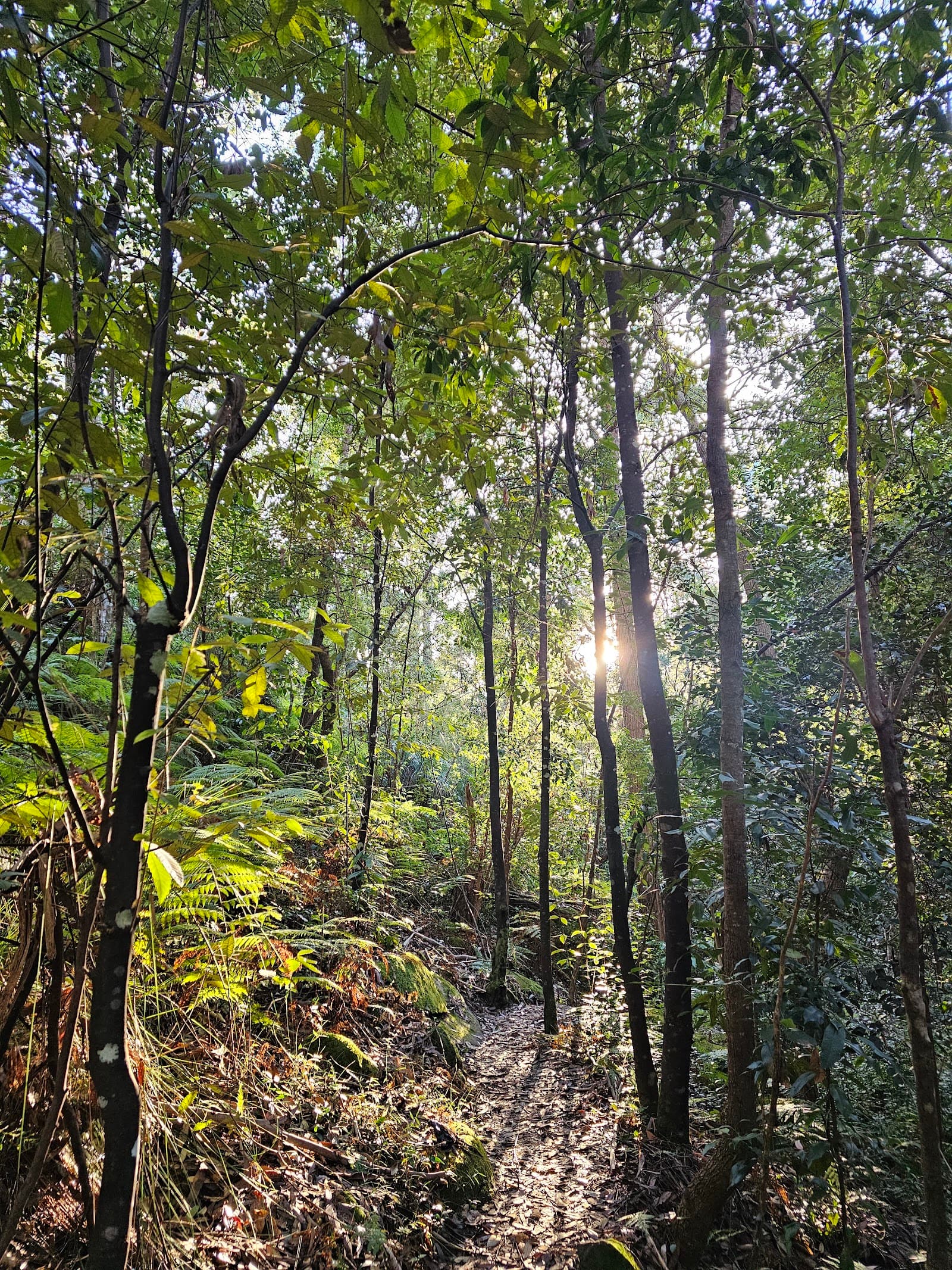 Blue Gum Creek Walking Track — Chatswood, Sydney