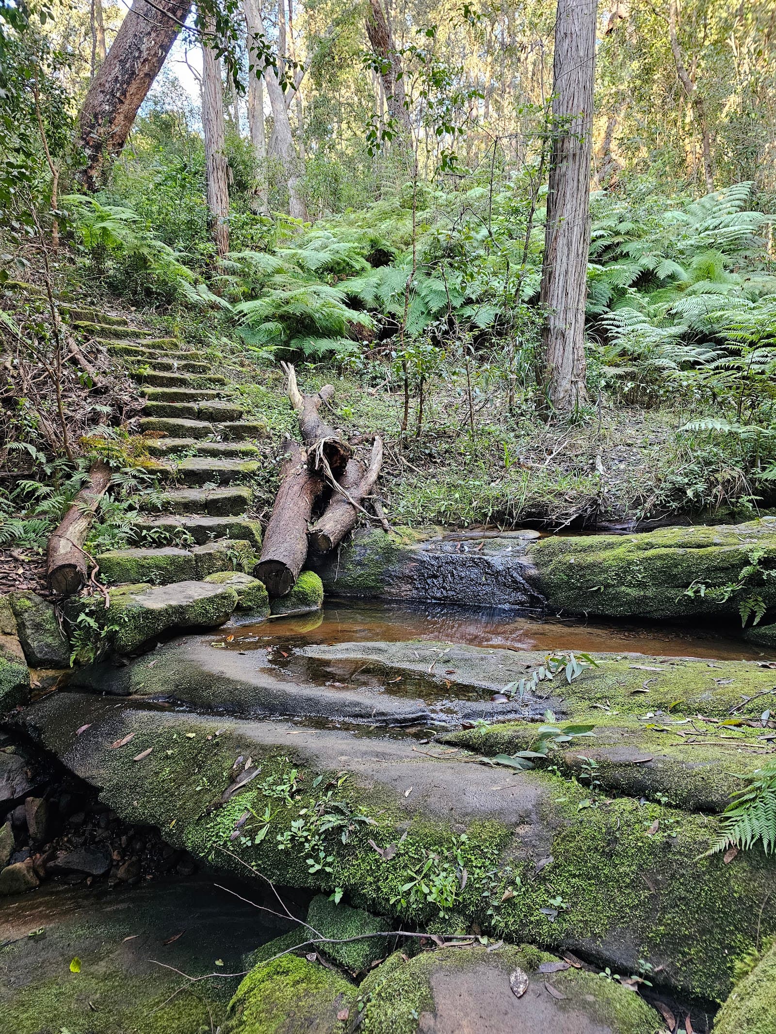 Blue Gum Creek Walking Track — Chatswood, Sydney