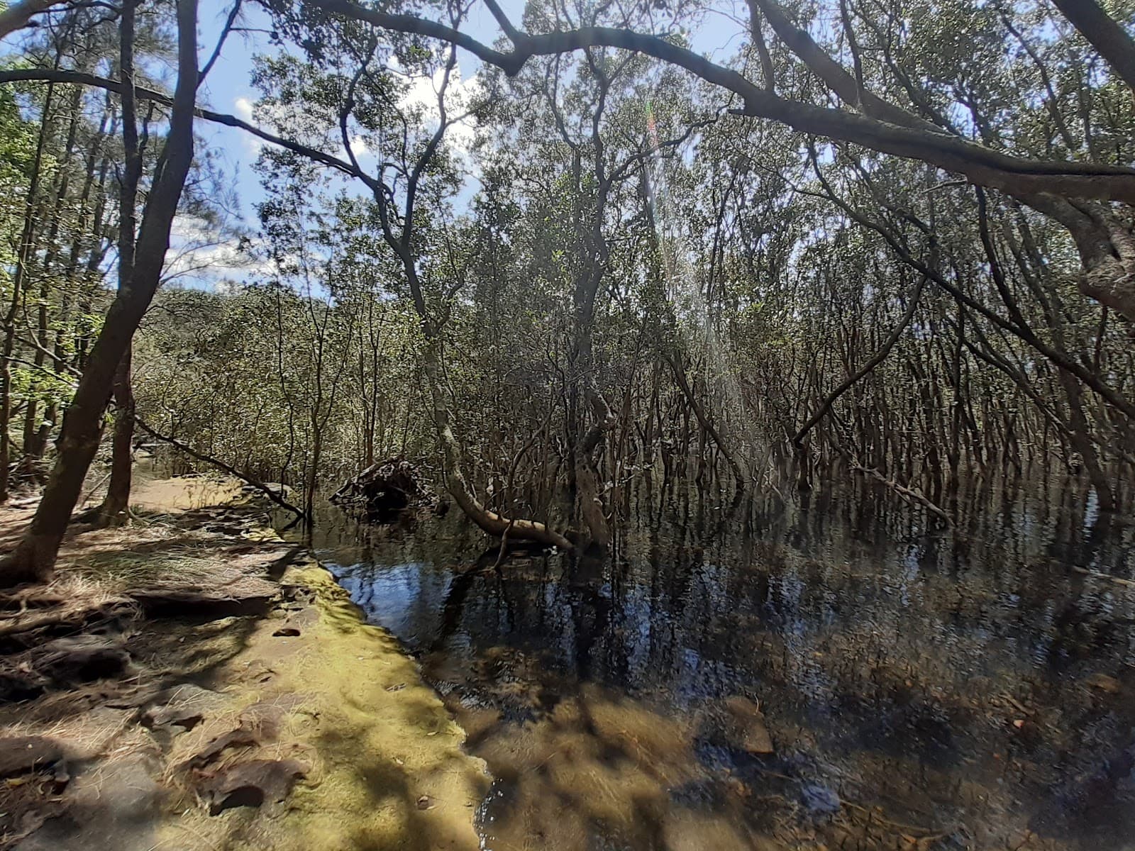 North Arm Walking Track — Chatswood, Sydney