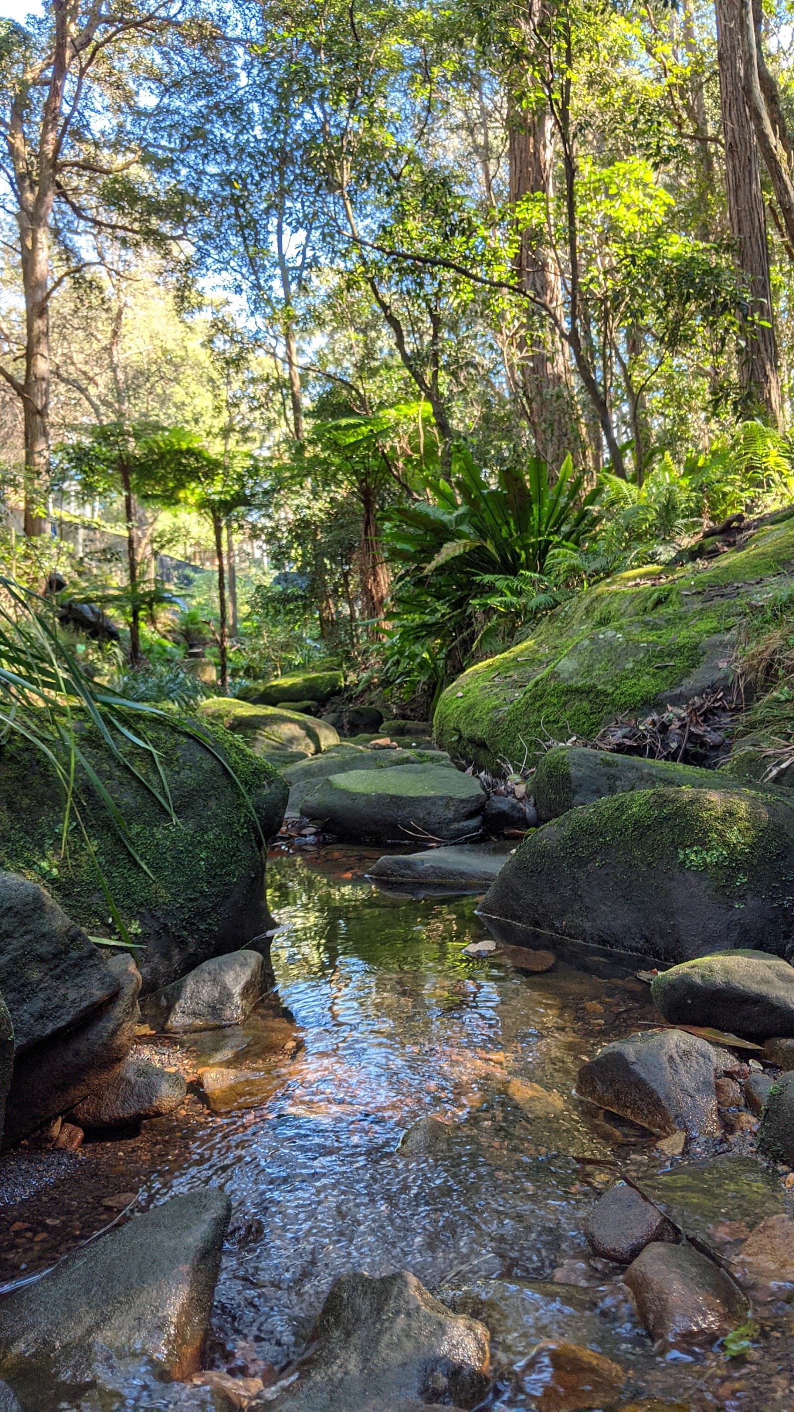 Harry Howard Bush Walk — Chatswood, Sydney