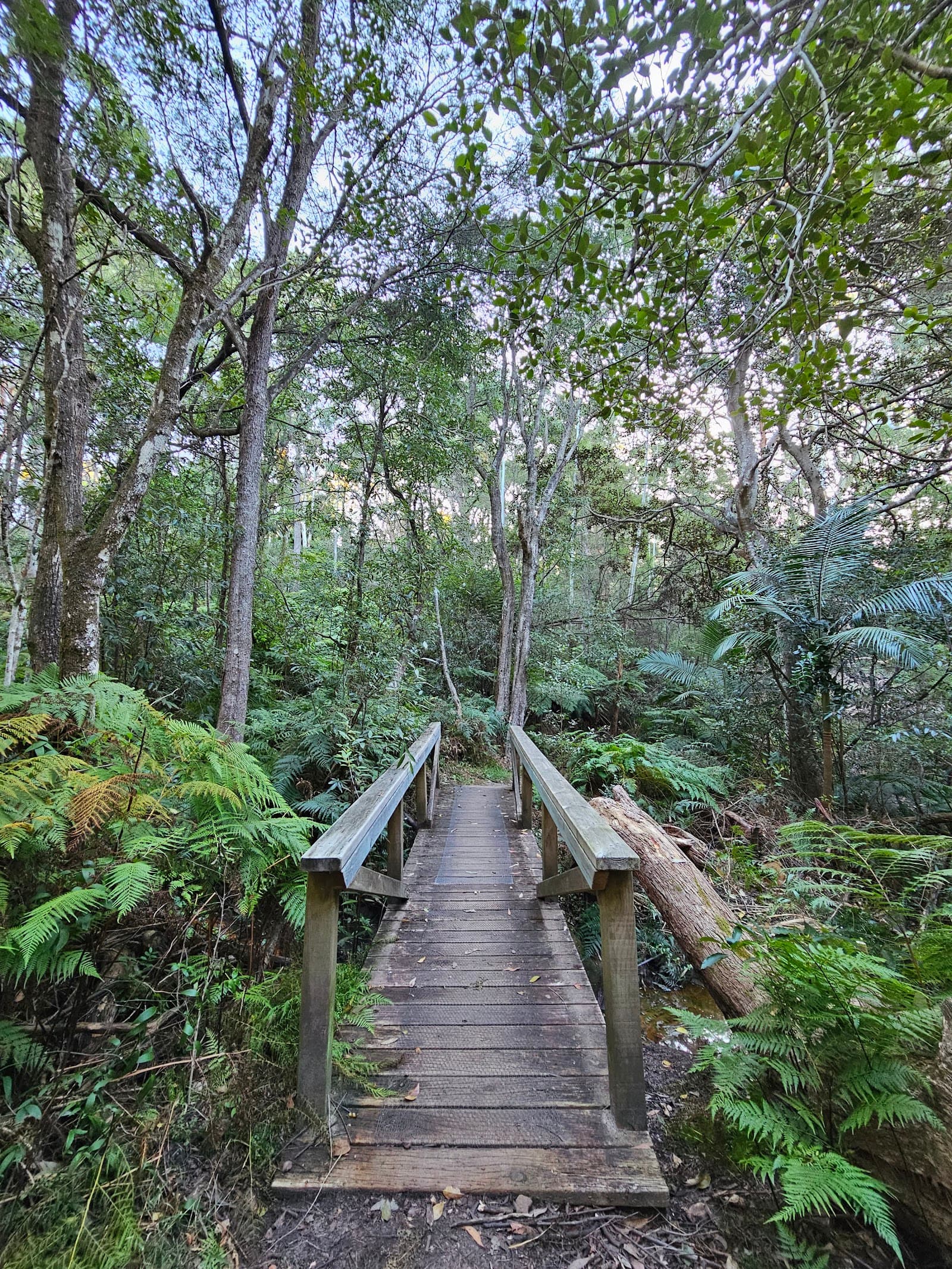 Lane Cove River Track (Fullers Rd Entry) — Chatswood, Sydney