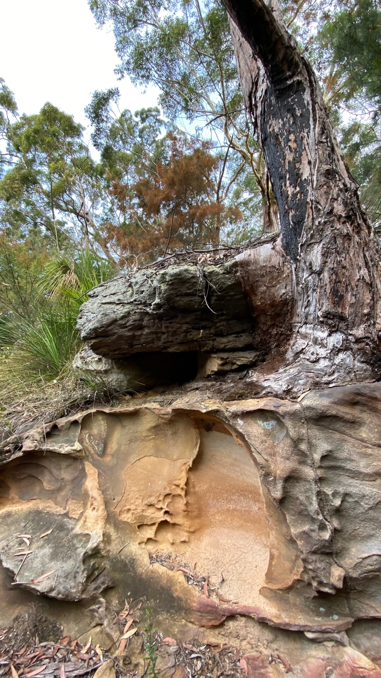 Lane Cove River Track (Fullers Rd Entry) — Chatswood, Sydney