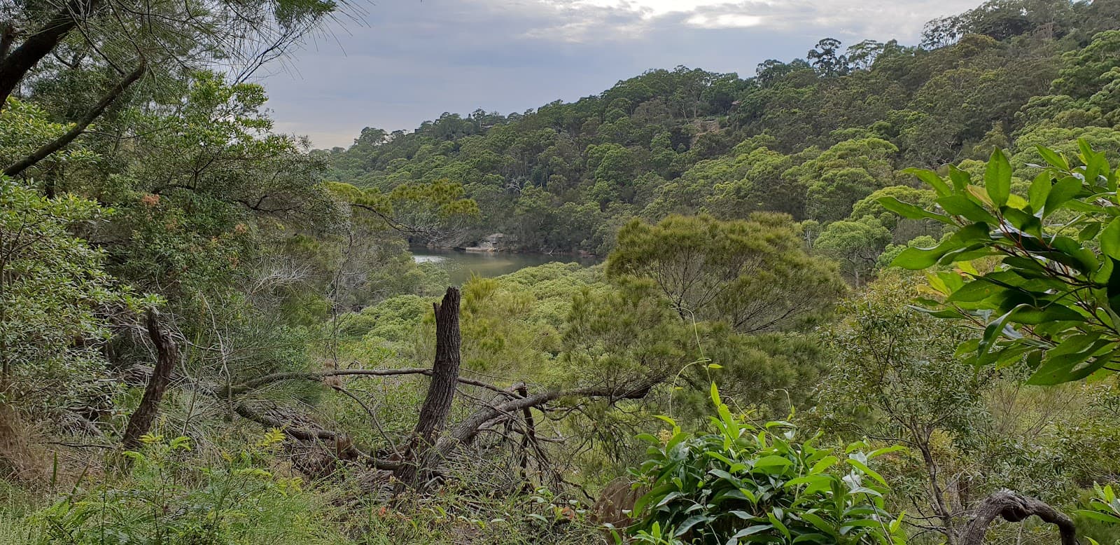 Harold Reid Foreshore Track — Chatswood, Sydney