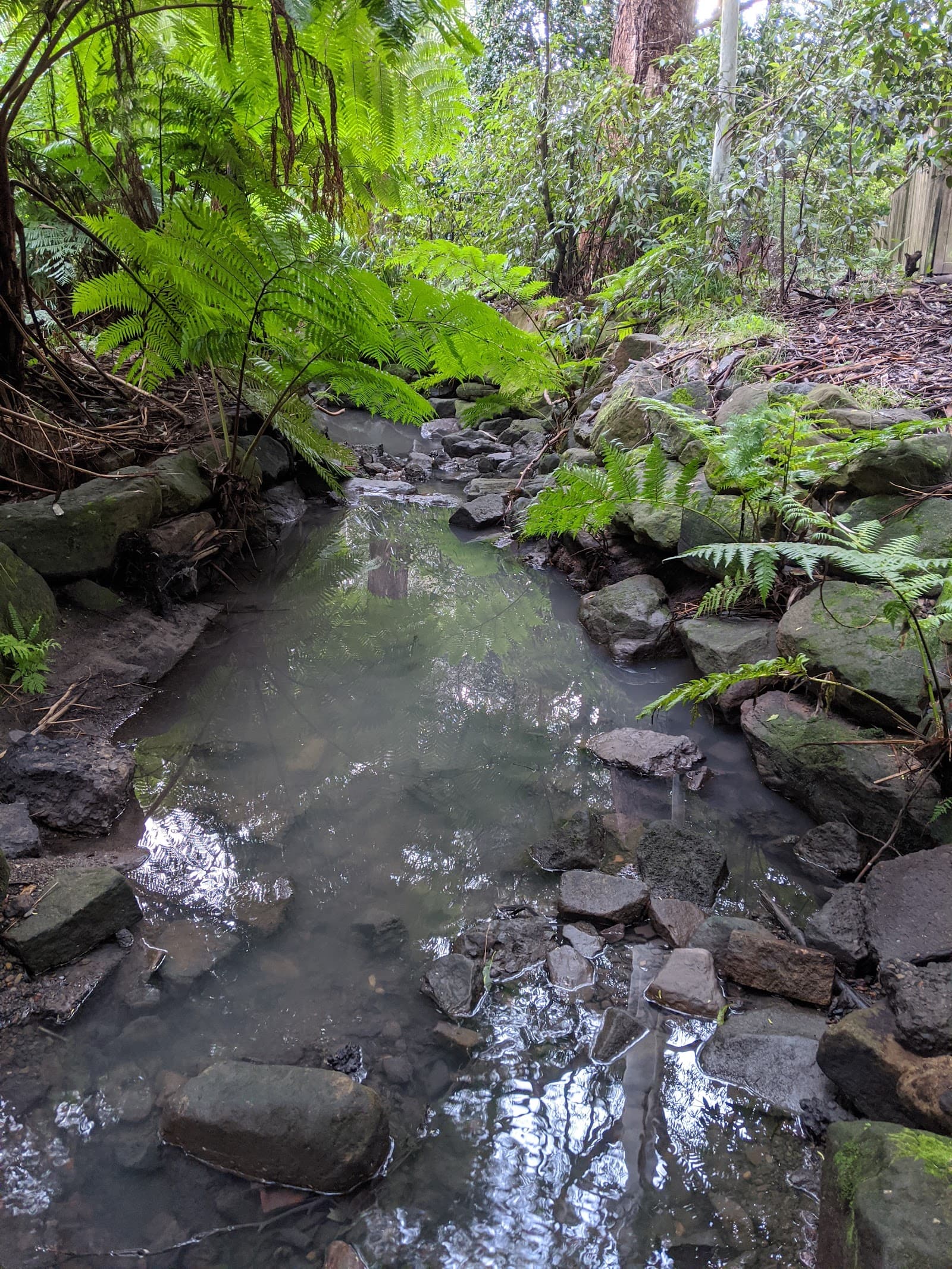 Stringybark Creek Reserve — Chatswood, Sydney