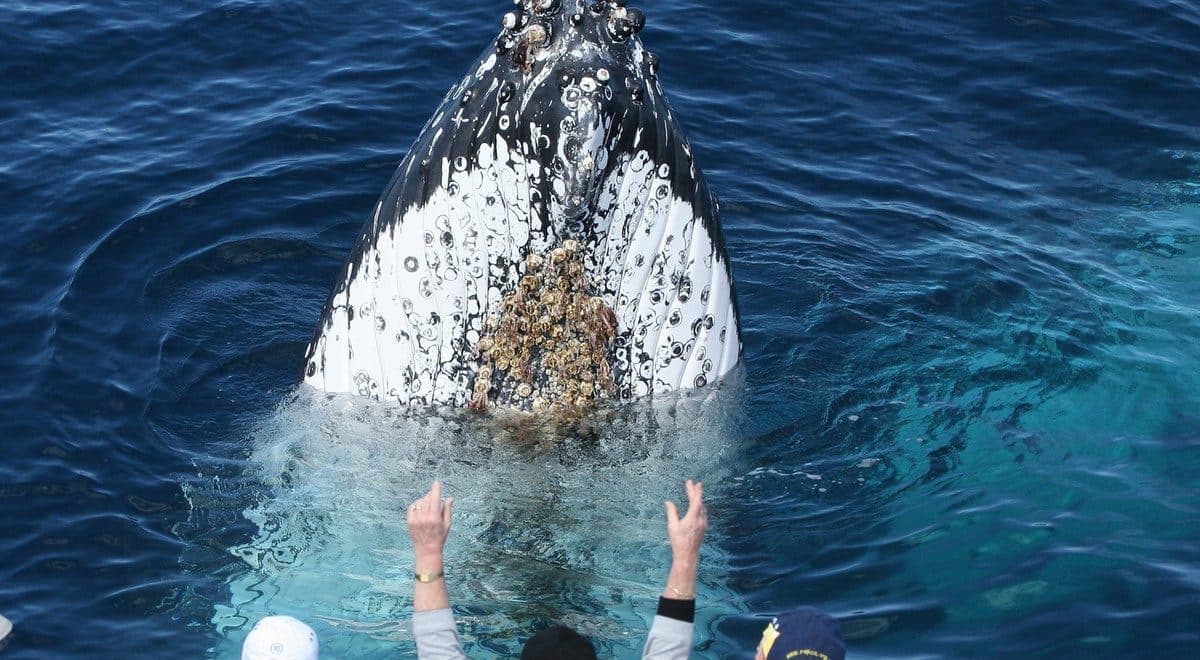 Cronulla Whale Watching — Cronulla, Sydney