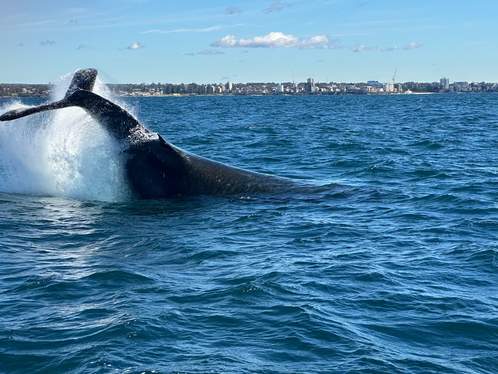 Cronulla Whale Watching — Cronulla, Sydney