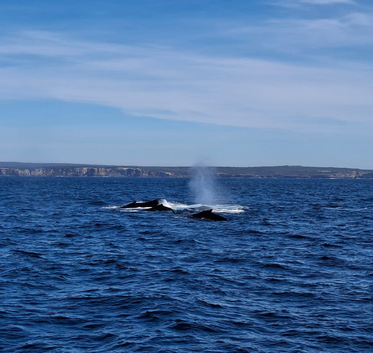 Cronulla Whale Watching — Cronulla, Sydney