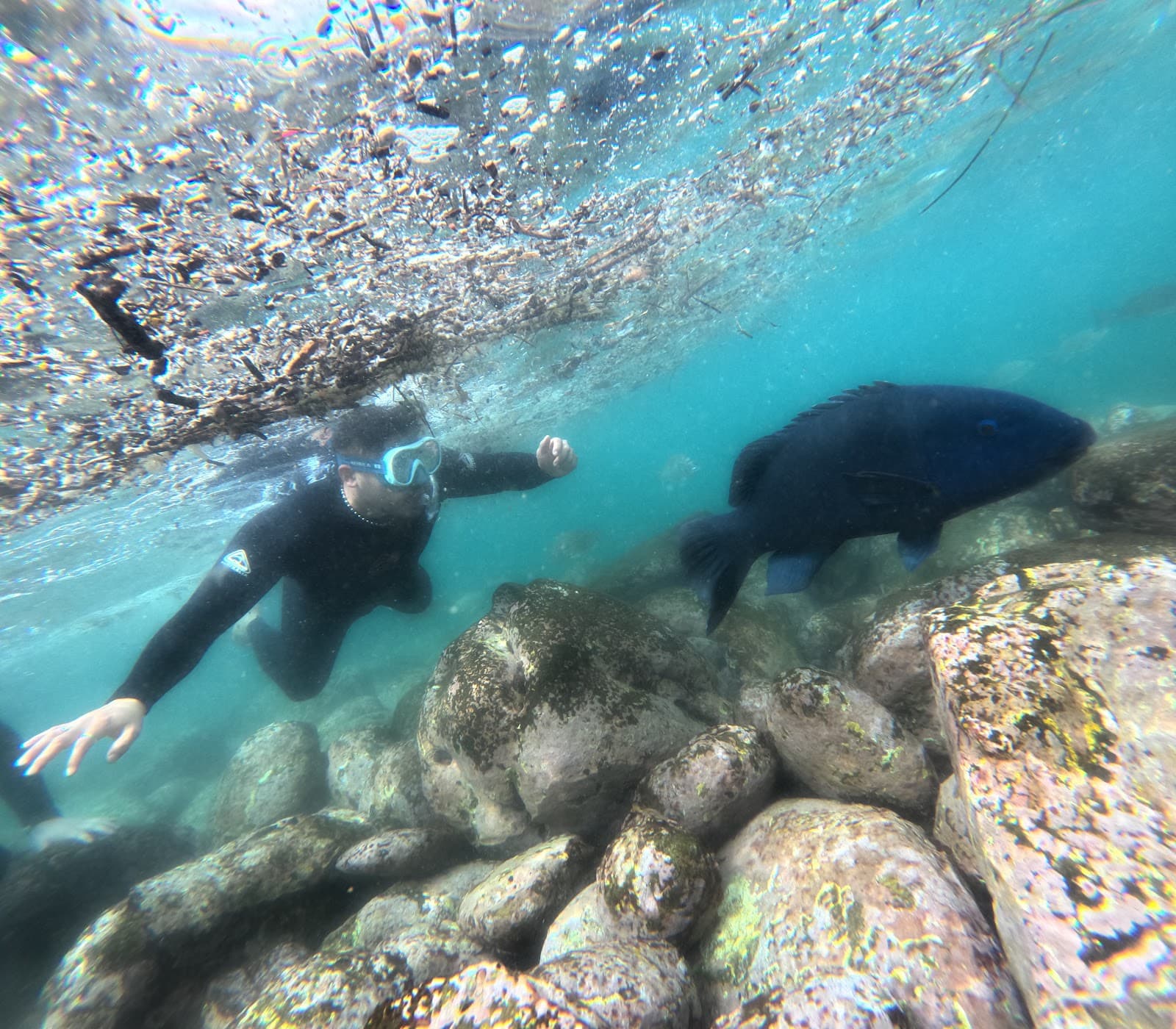 Snorkelling Shelly Beach — Manly, Sydney