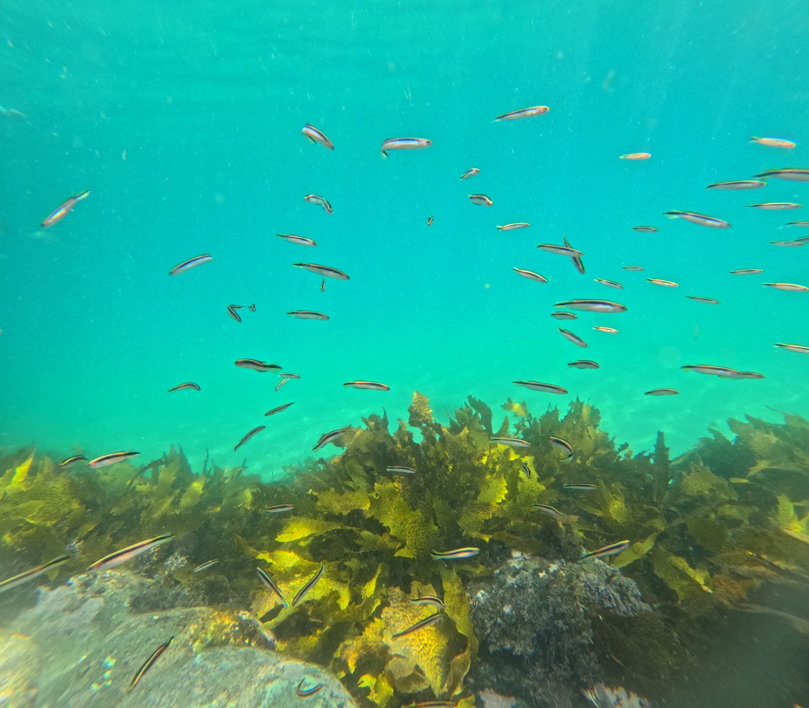 Snorkelling Shelly Beach — Manly, Sydney