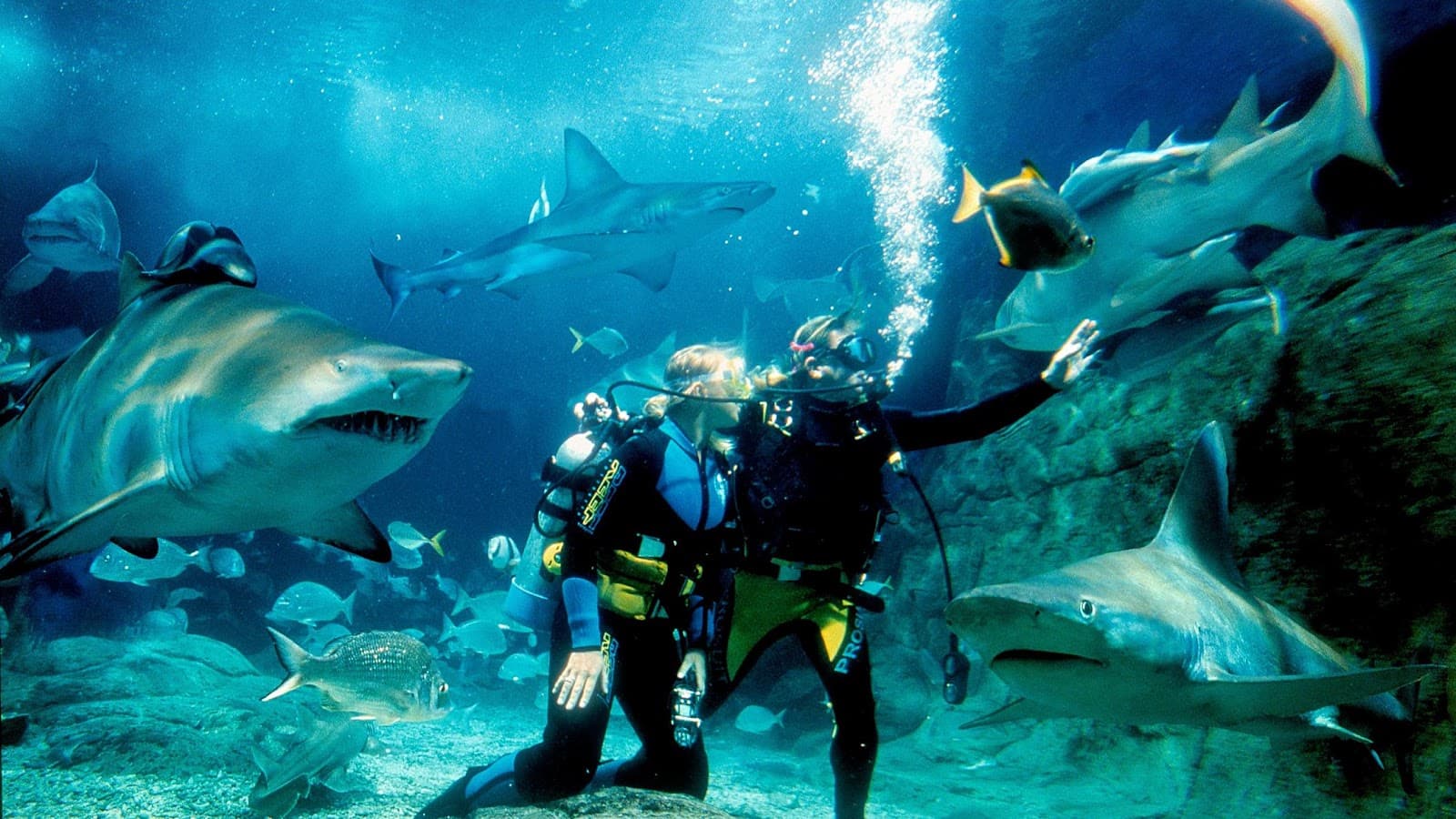 Shark Dive Xtreme — Alexandria, Sydney