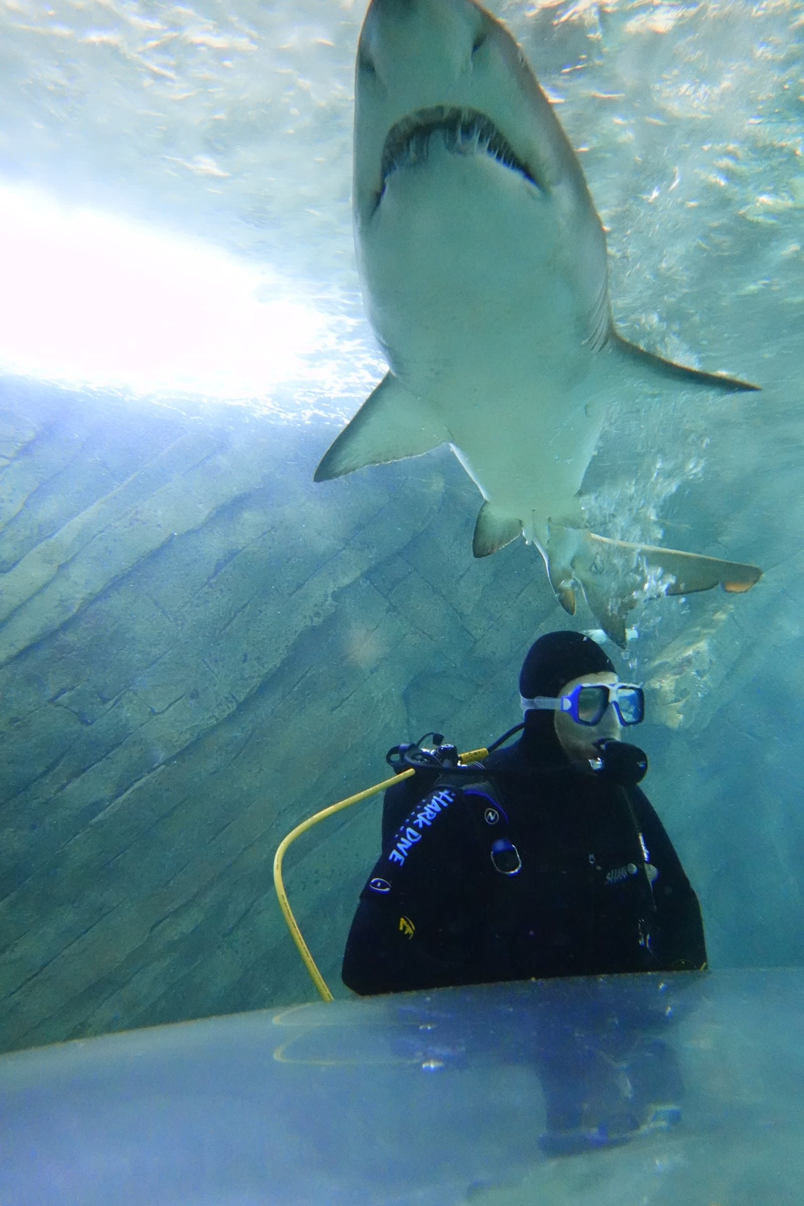 Shark Dive Xtreme — Alexandria, Sydney
