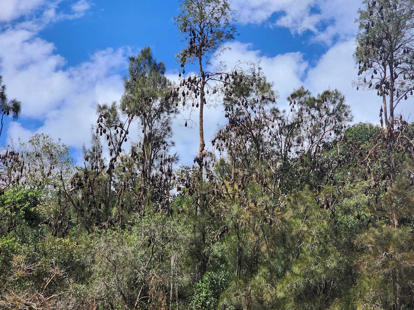 Fruit Bat Colony — Parramatta, Sydney