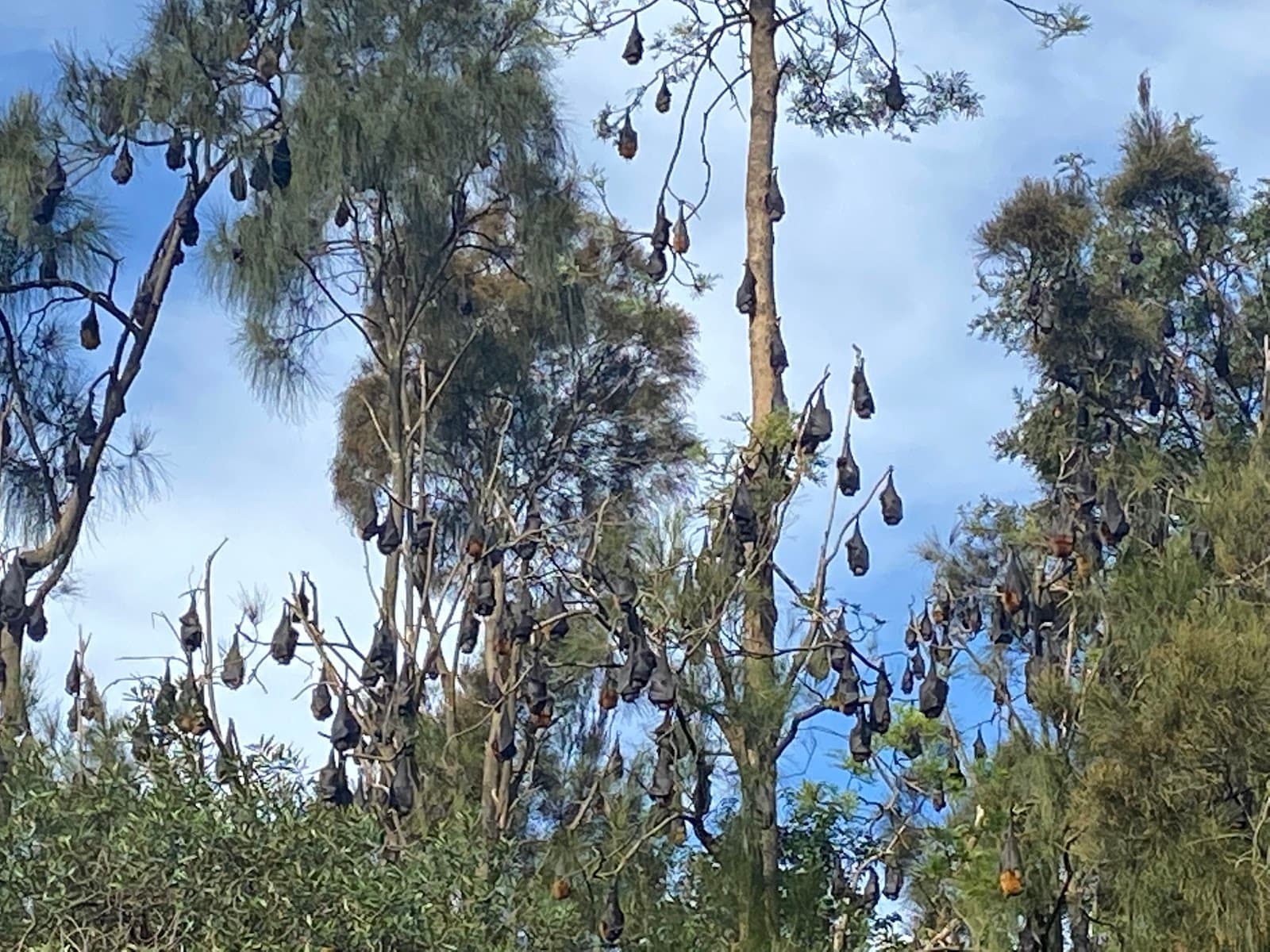 Fruit Bat Colony — Parramatta, Sydney