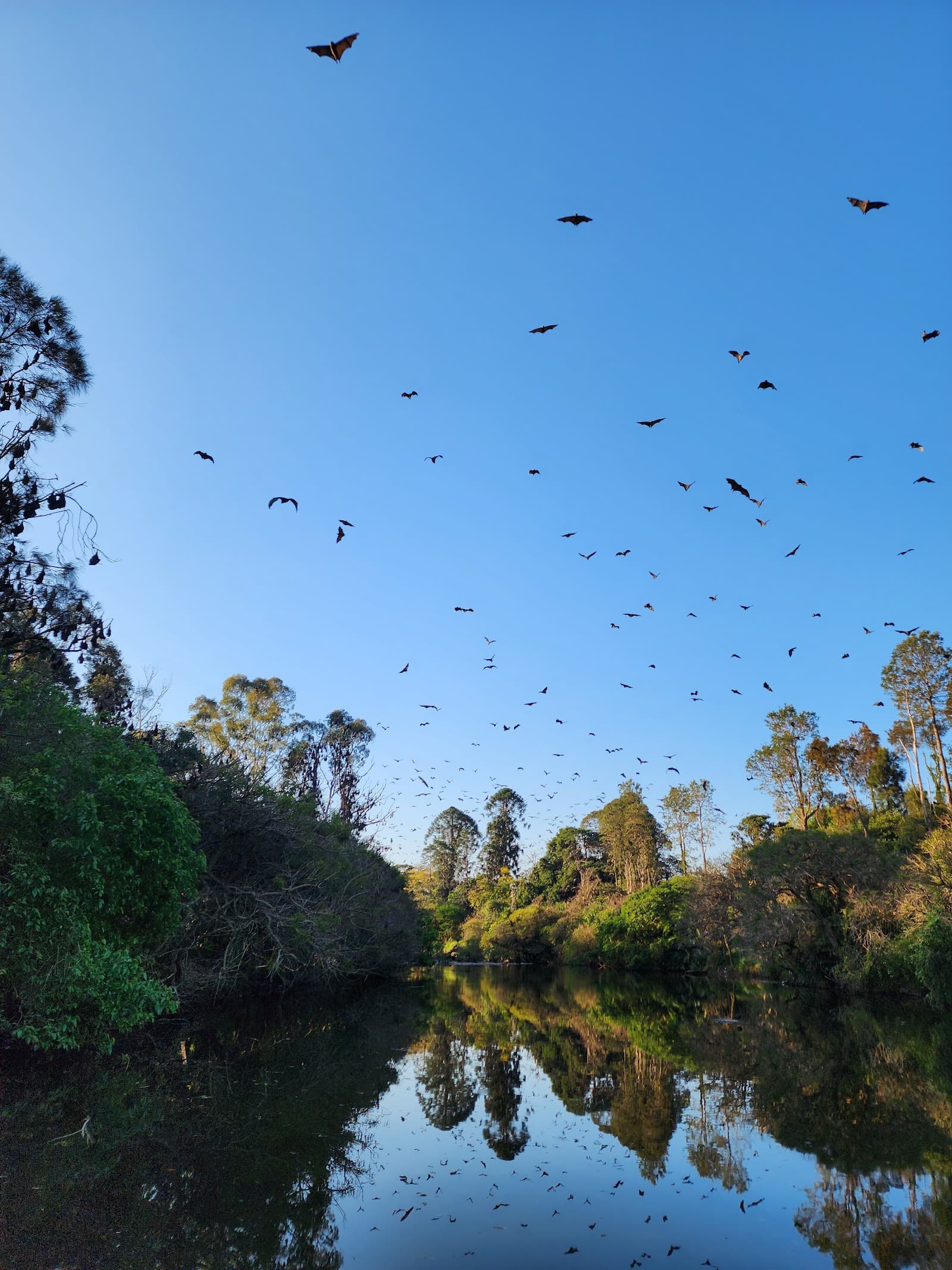 Fruit Bat Colony — Parramatta, Sydney