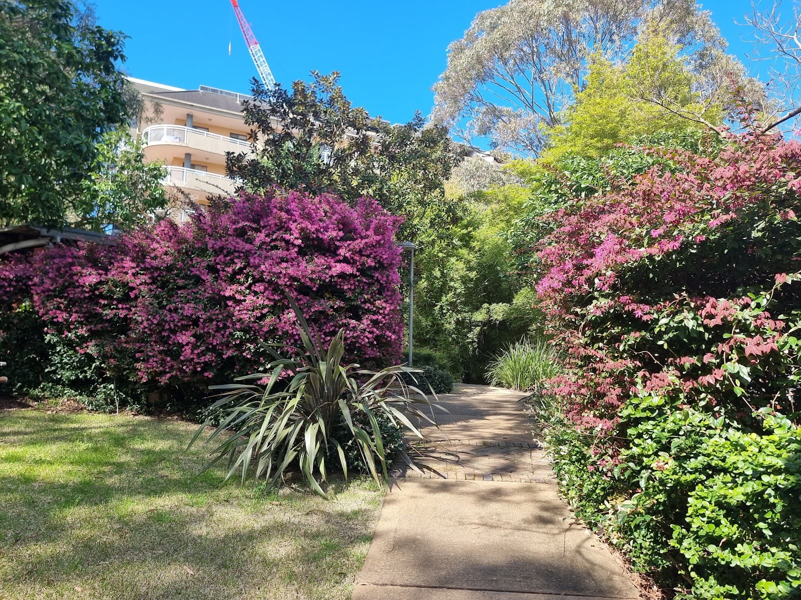 Whitton Park — Chatswood, Sydney