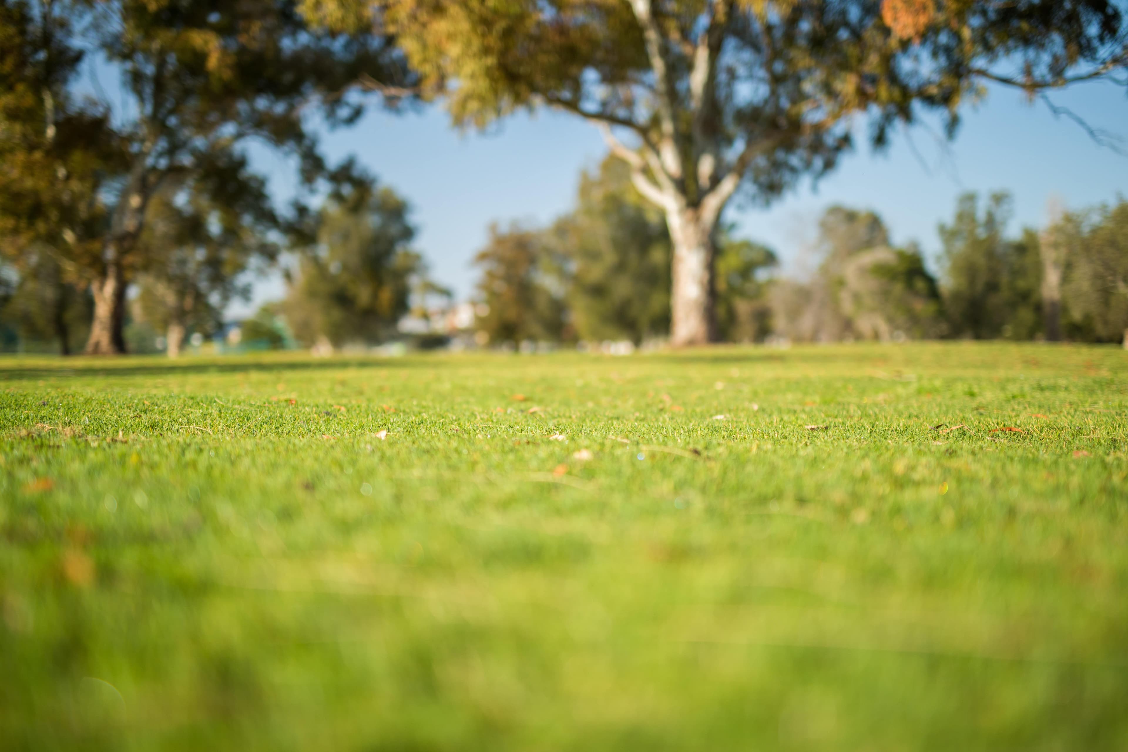 Cabarita Park