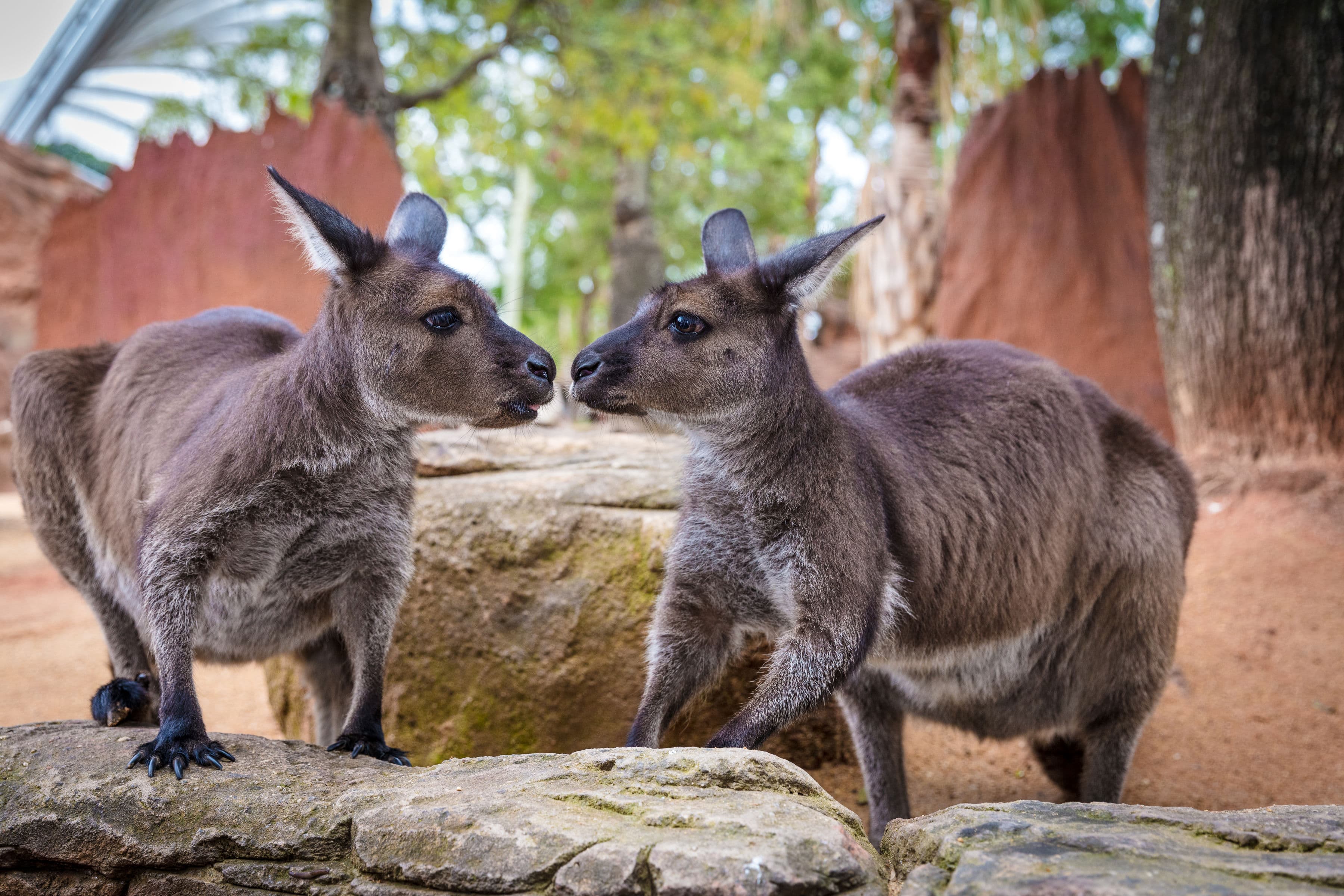 WILD LIFE Sydney Zoo