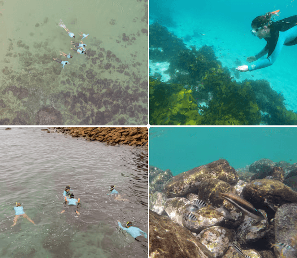 Snorkelling Shelly Beach