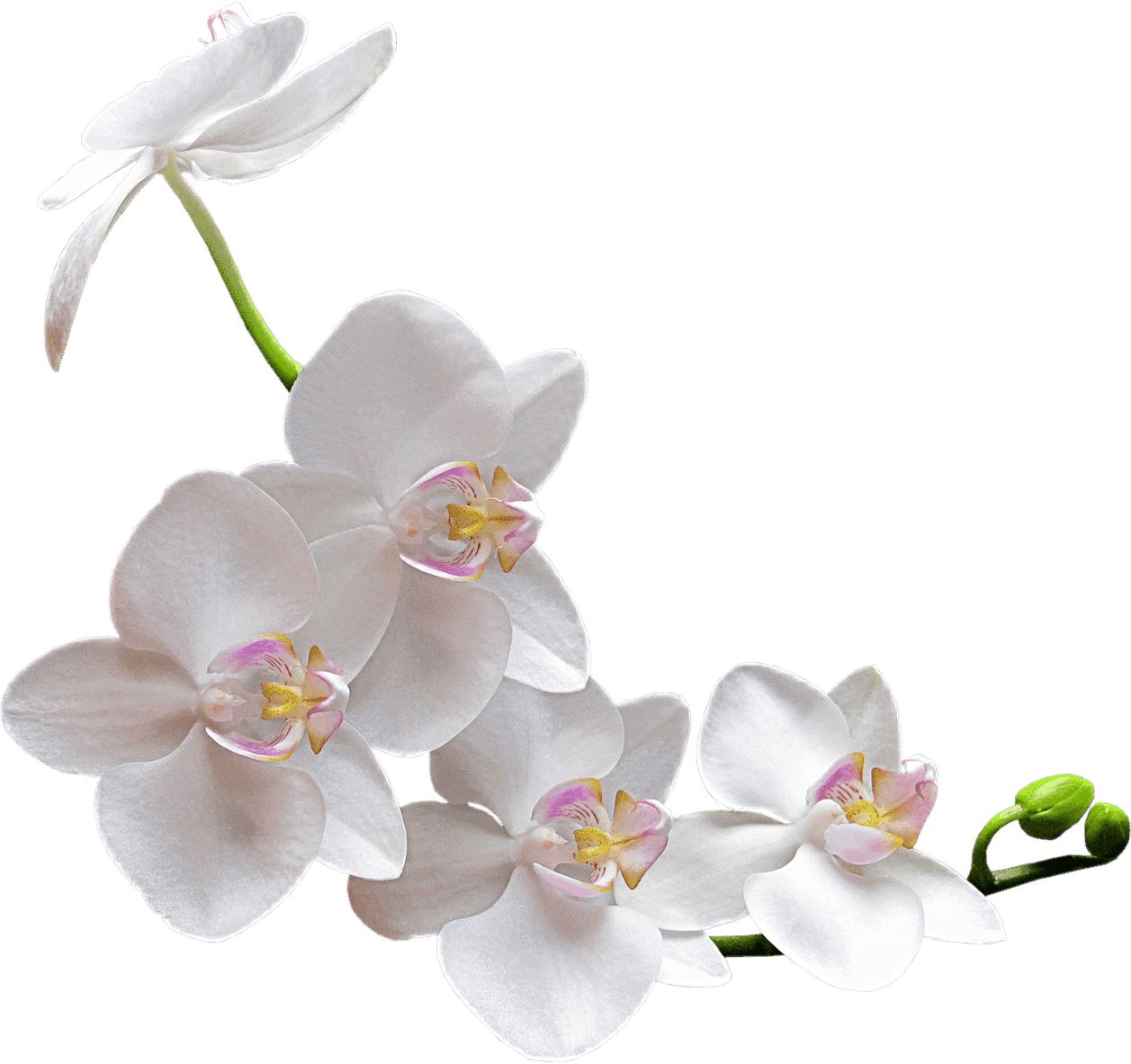 Thai Orchid Massage and Spa @ ALEXANDRIA